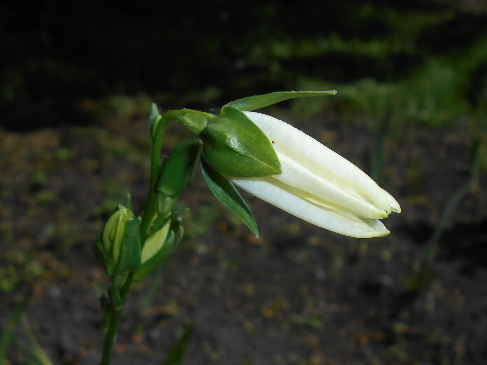 White Peach-Leaved Bellflower (Campanula Persicifolia 'White') — upright stalk that can add a sense of verticality to your landscape design