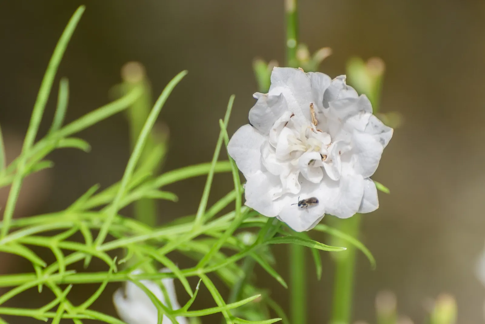 White Peach-Leaved Bellflower (Campanula Persicifolia 'White') — Ideal for borders, its narrow, lance-shaped leaves create a foliage height of about 12-18