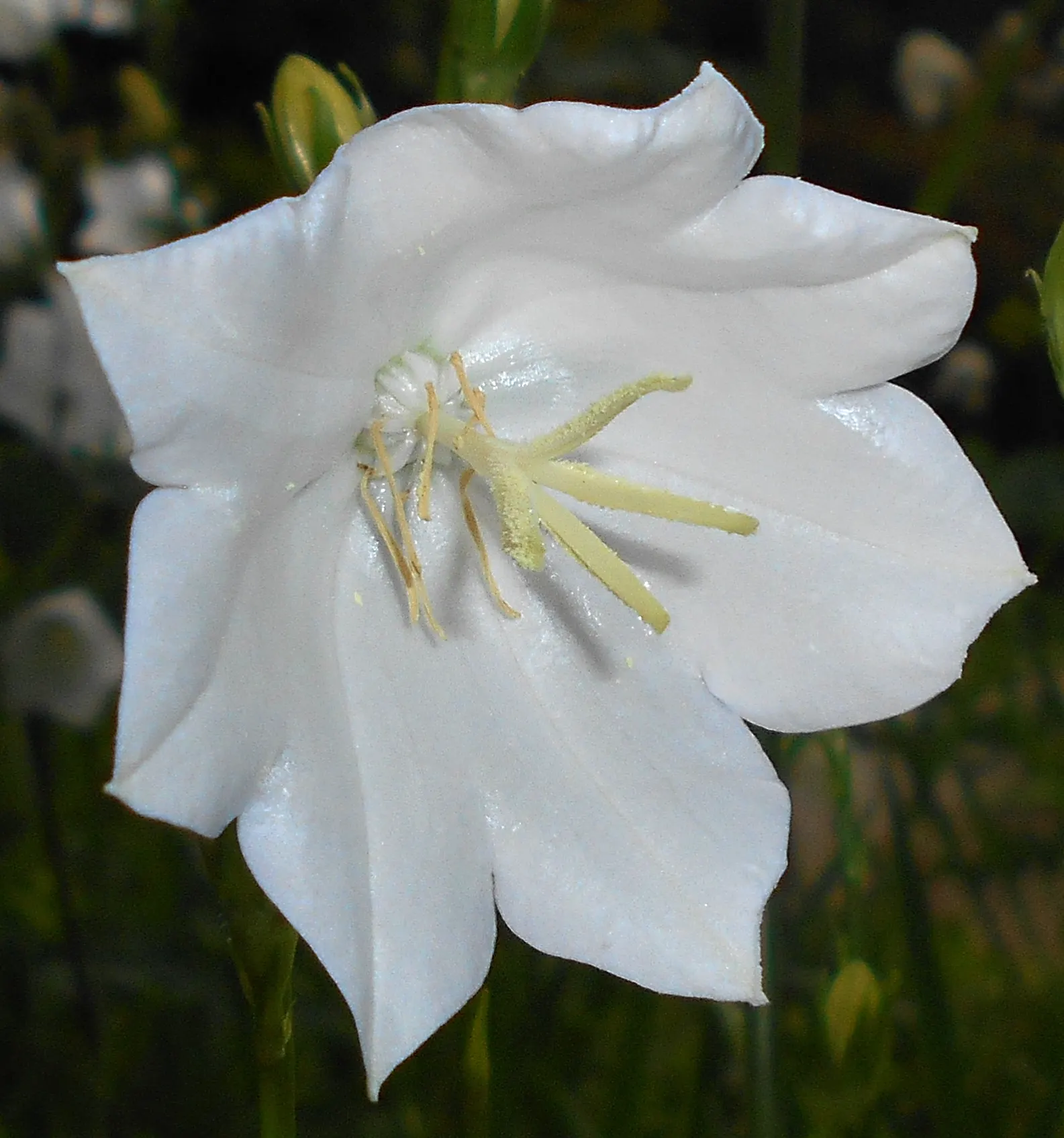 White Peach-Leaved Bellflower (Campanula Persicifolia 'White') — it prefers well-drained soil and blooms in early to midsummer; is a herbaceous perennial that