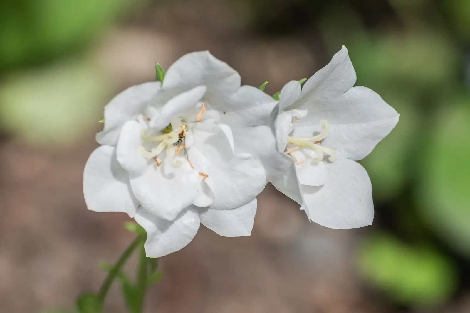 White Peach-Leaved Bellflower (Campanula Persicifolia 'White') — is a herbaceous perennial that adds grace and elegance to any garden with its striking white