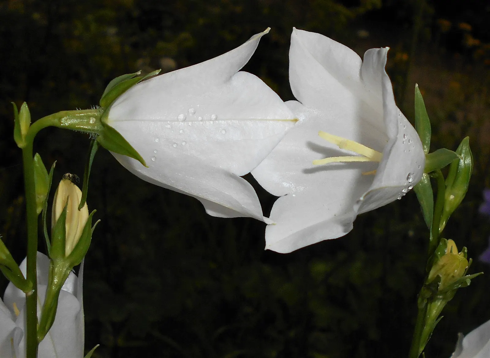 White Peach-Leaved Bellflower (Campanula Persicifolia 'White') — typically 1 to 2 inches in diameter; the leaves form a low rosette at the base of the plant