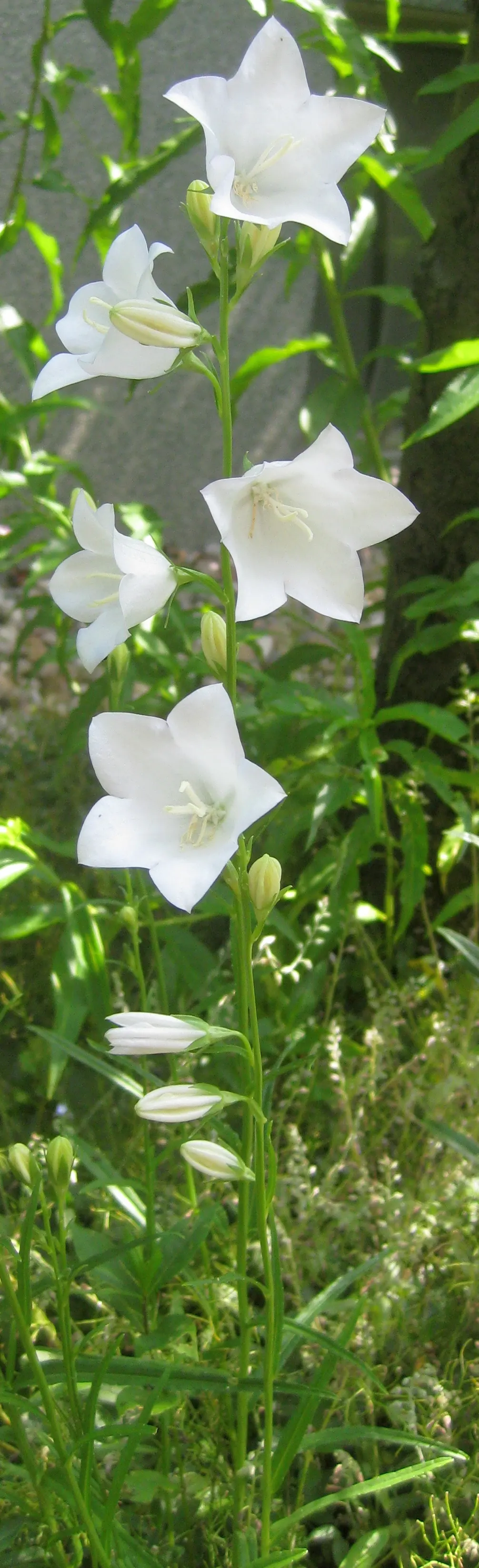 White Peach-Leaved Bellflower (Campanula Persicifolia 'White') — reaching up to 3 feet tall
