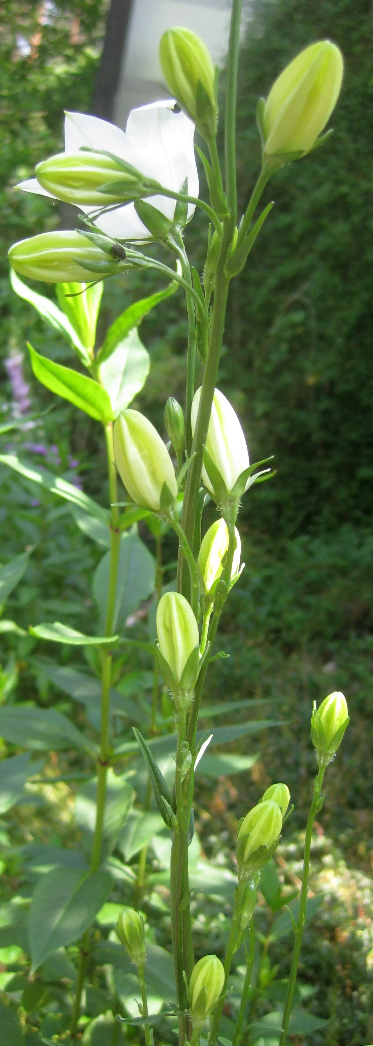 White Peach-Leaved Bellflower (Campanula Persicifolia 'White') — is a hardy perennial boasting elegant