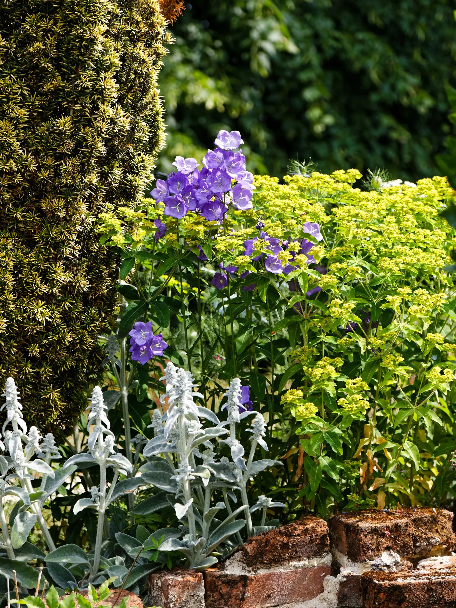 White Peach-Leaved Bellflower (Campanula Persicifolia 'White') — bell-shaped white flowers atop slender stems