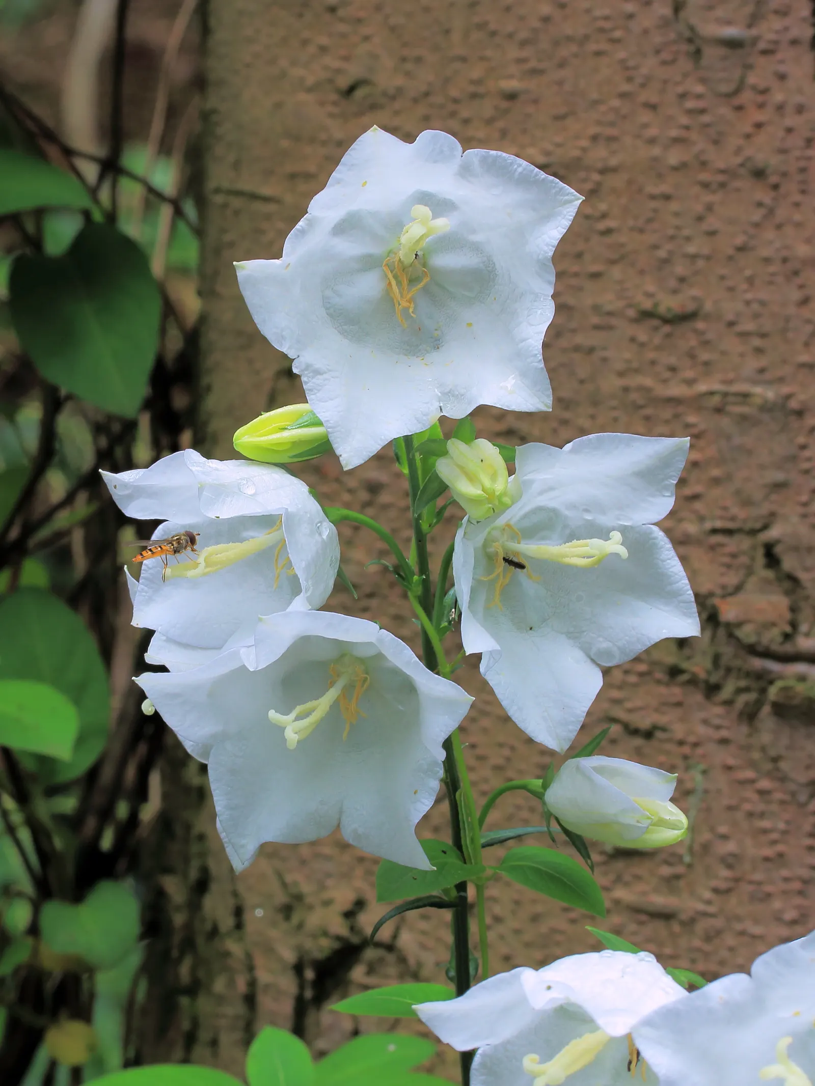 White Peach-Leaved Bellflower (Campanula Persicifolia 'White') — and as a compliment to mixed beds