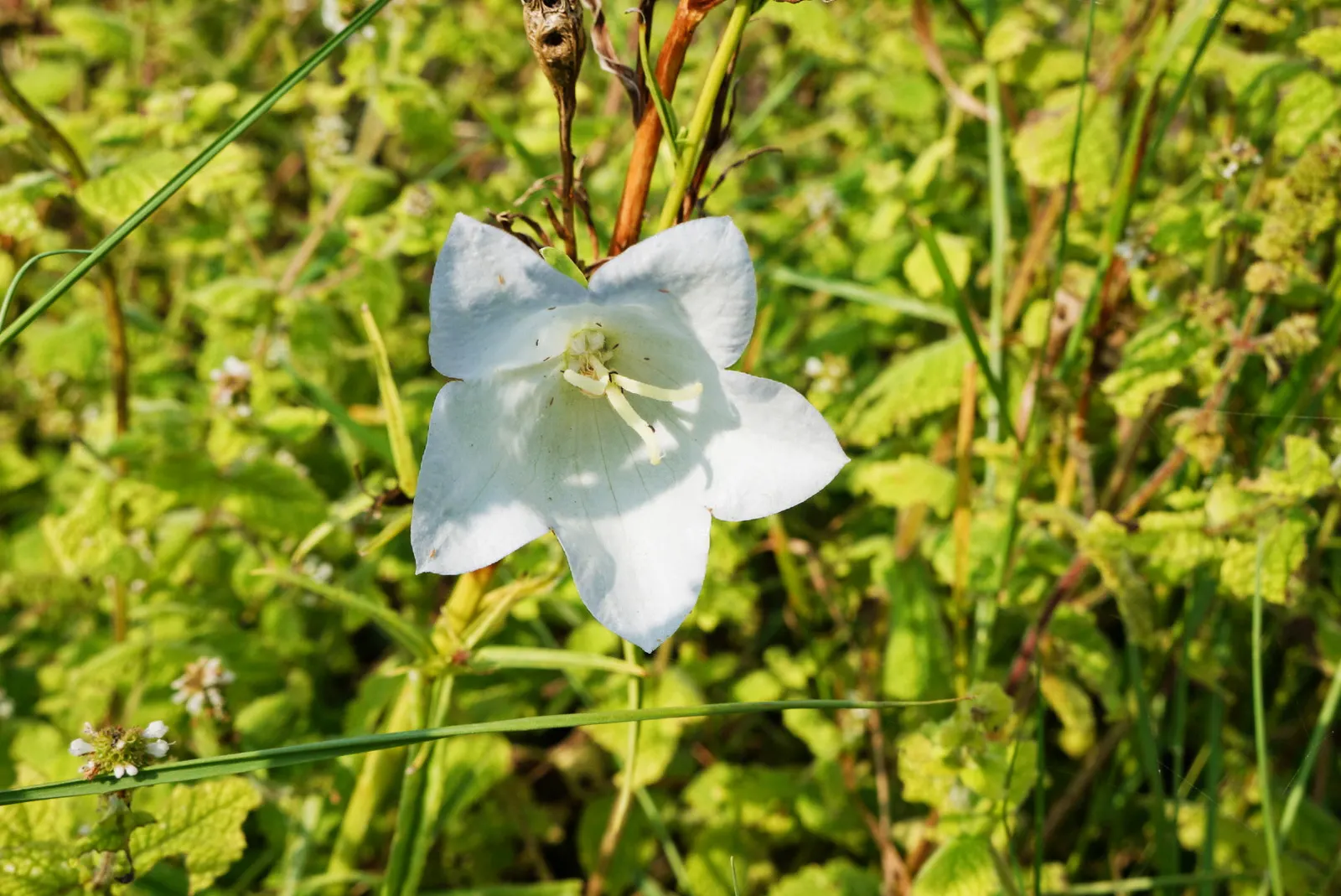 White Peach-Leaved Bellflower (Campanula Persicifolia 'White') — providing a stark contrast with its pristine white blooms