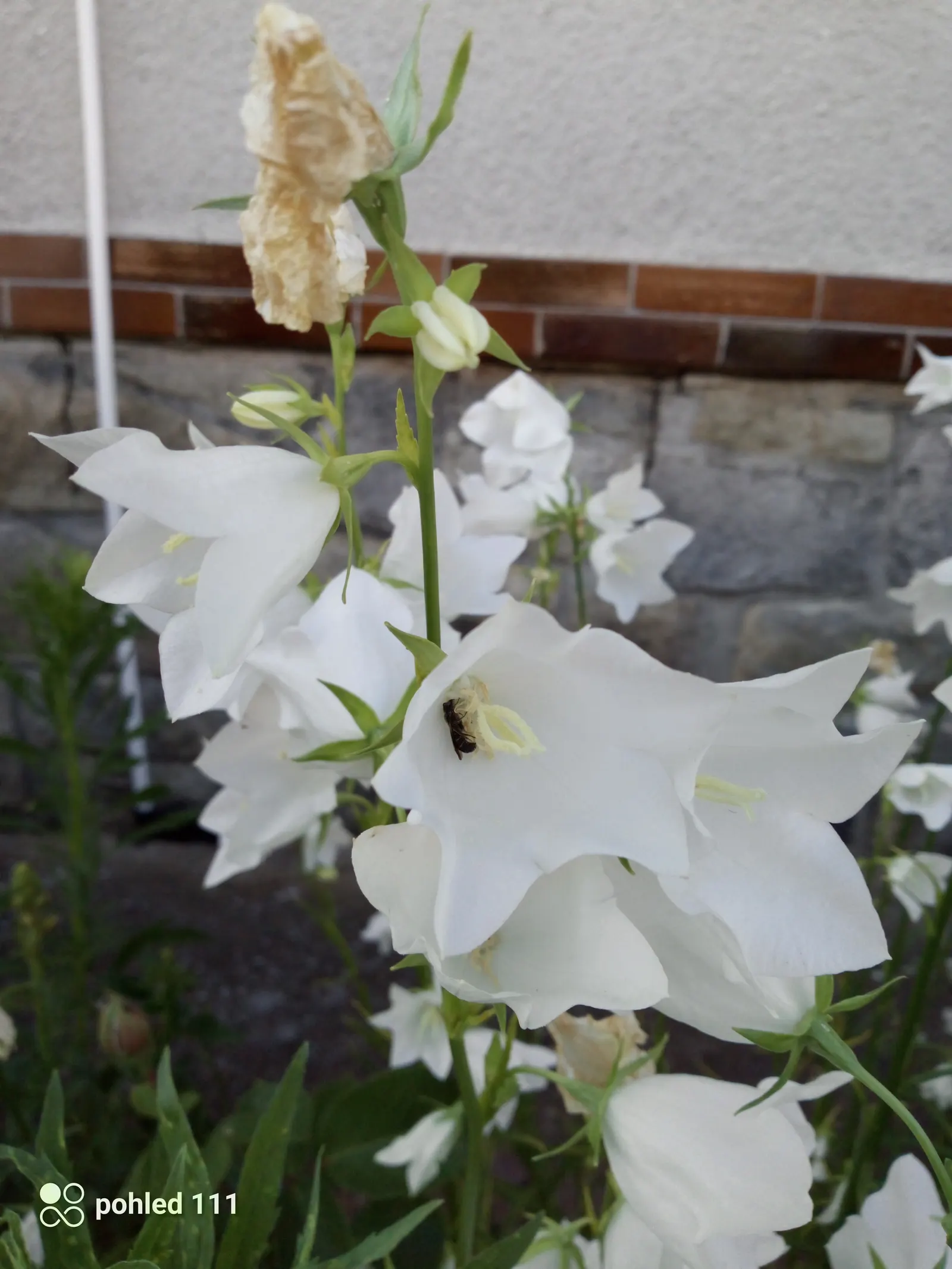 White Peach-Leaved Bellflower (Campanula Persicifolia 'White') — is a herbaceous perennial that adds grace and elegance to any garden with its, image 39