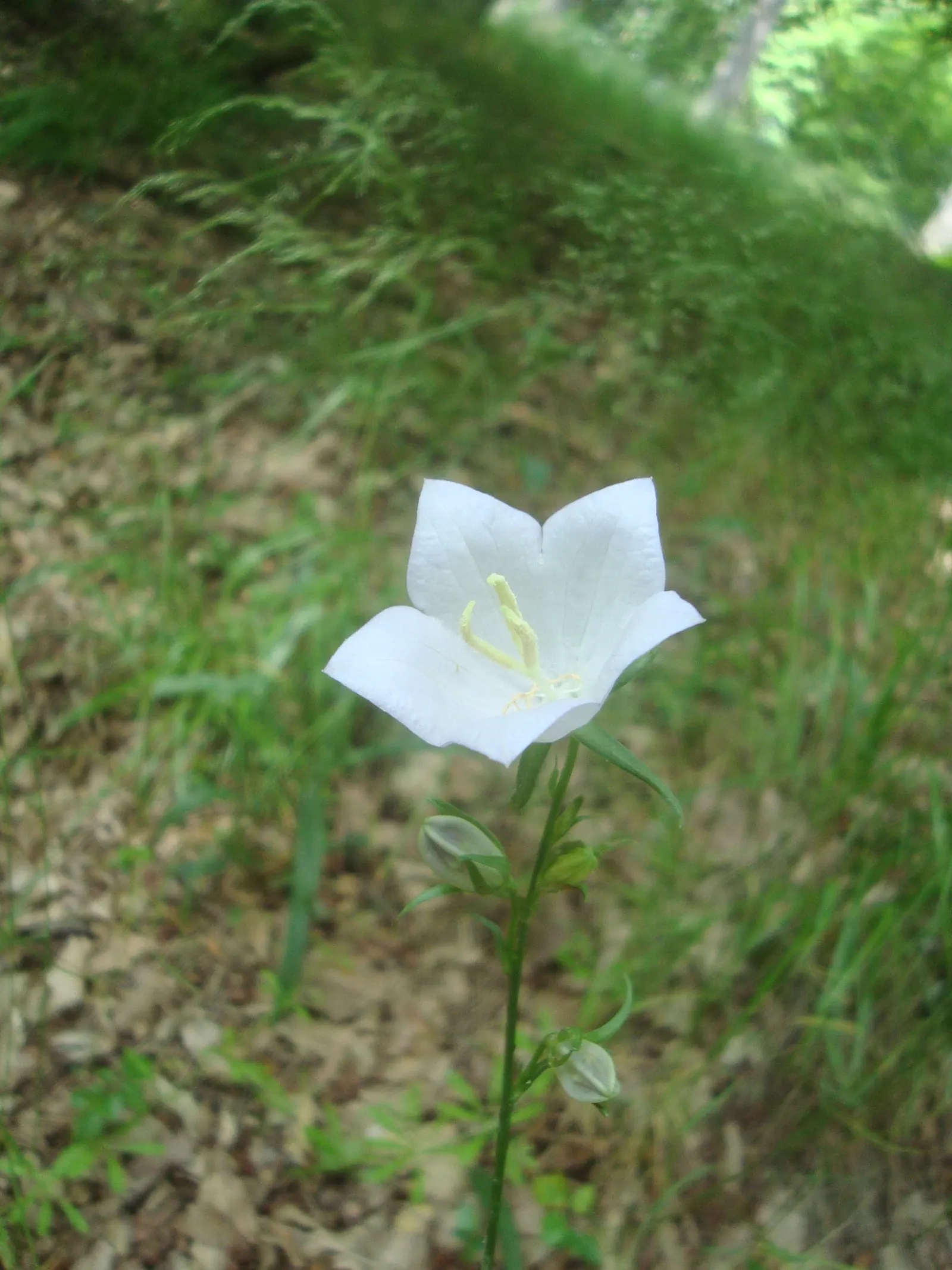 White Peach-Leaved Bellflower (Campanula Persicifolia 'White') — This variety is characterized by its narrow