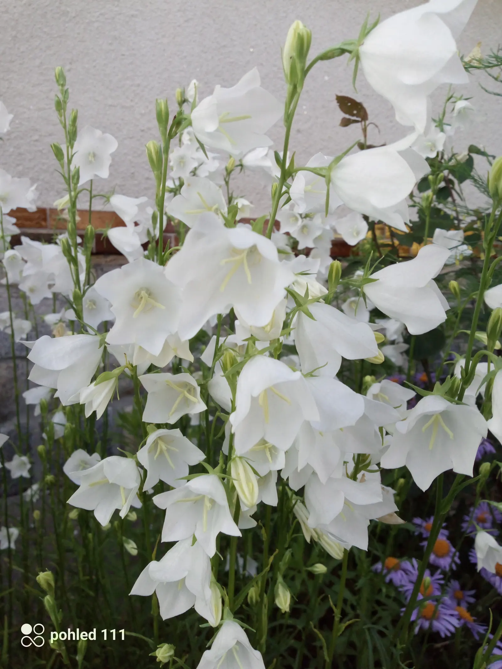 White Peach-Leaved Bellflower (Campanula Persicifolia 'White') — scientifically named Campanula persicifolia 'White'; and as a compliment to mixed beds