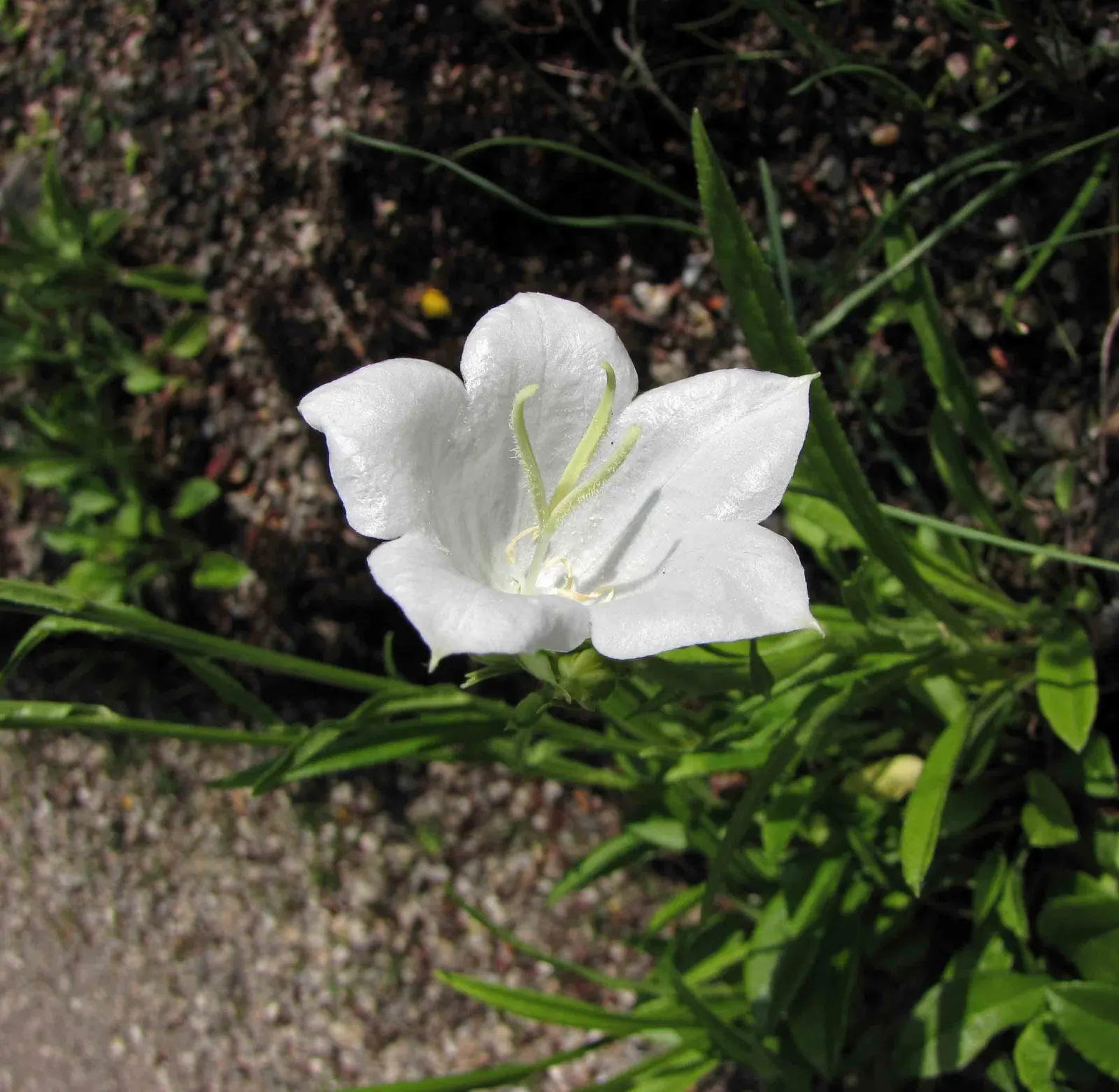 White Peach-Leaved Bellflower (Campanula Persicifolia 'White') — reaching heights of 2 to 3 feet.<br><br>From late spring to early summer