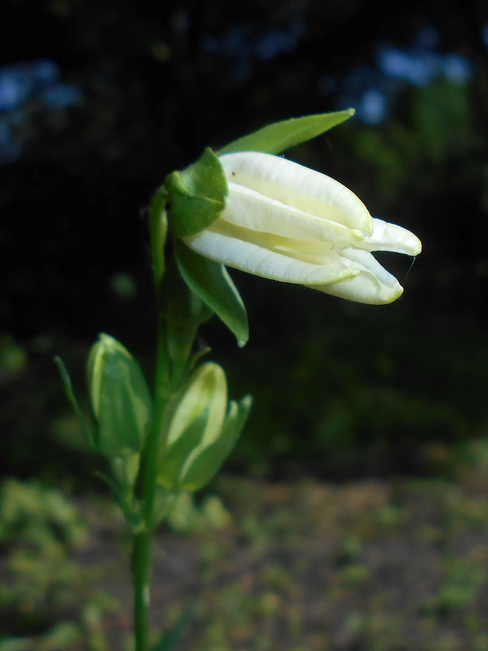 White Peach-Leaved Bellflower (Campanula Persicifolia 'White') — it performs best in moist
