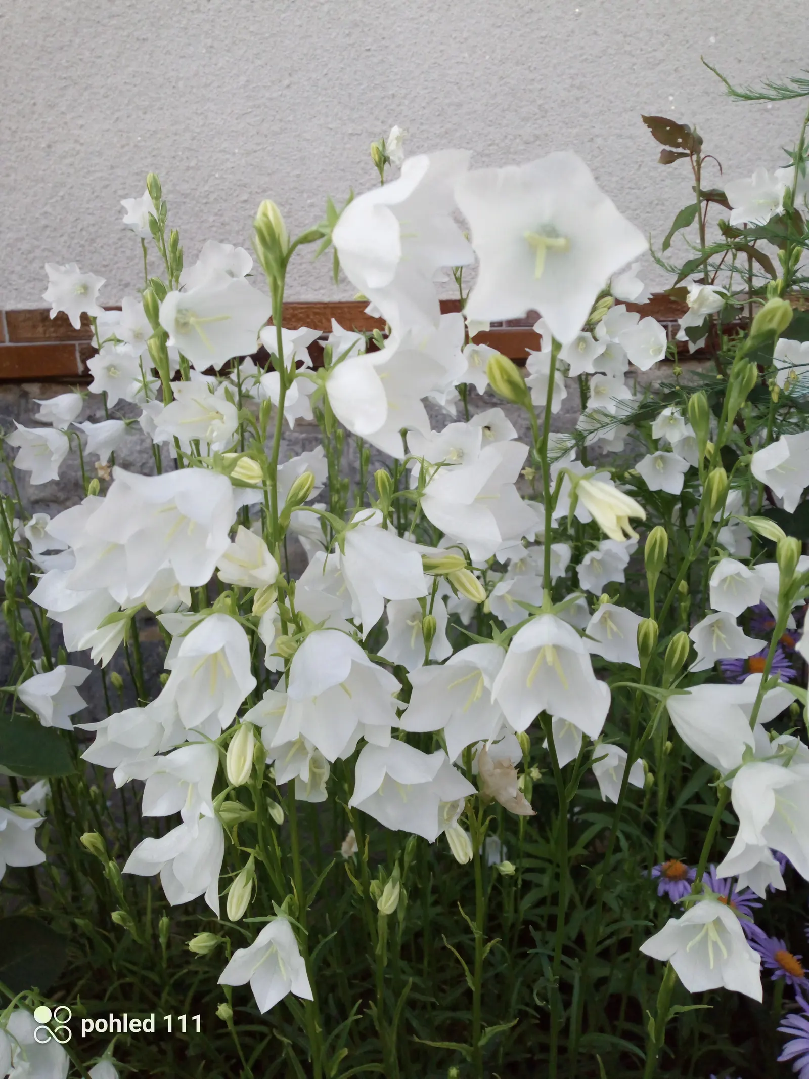 White Peach-Leaved Bellflower (Campanula Persicifolia 'White') — perennial for full or half