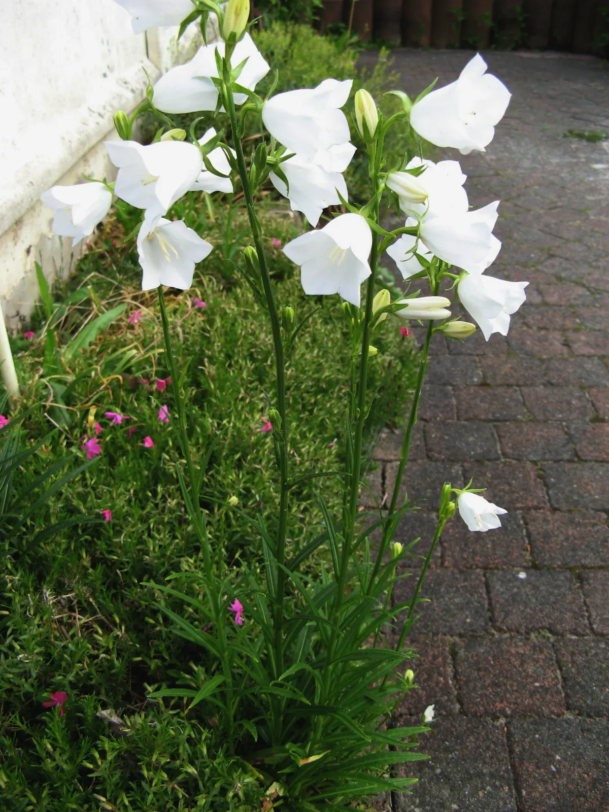 White Peach-Leaved Bellflower (Campanula Persicifolia 'White') — resembling that of a peach tree