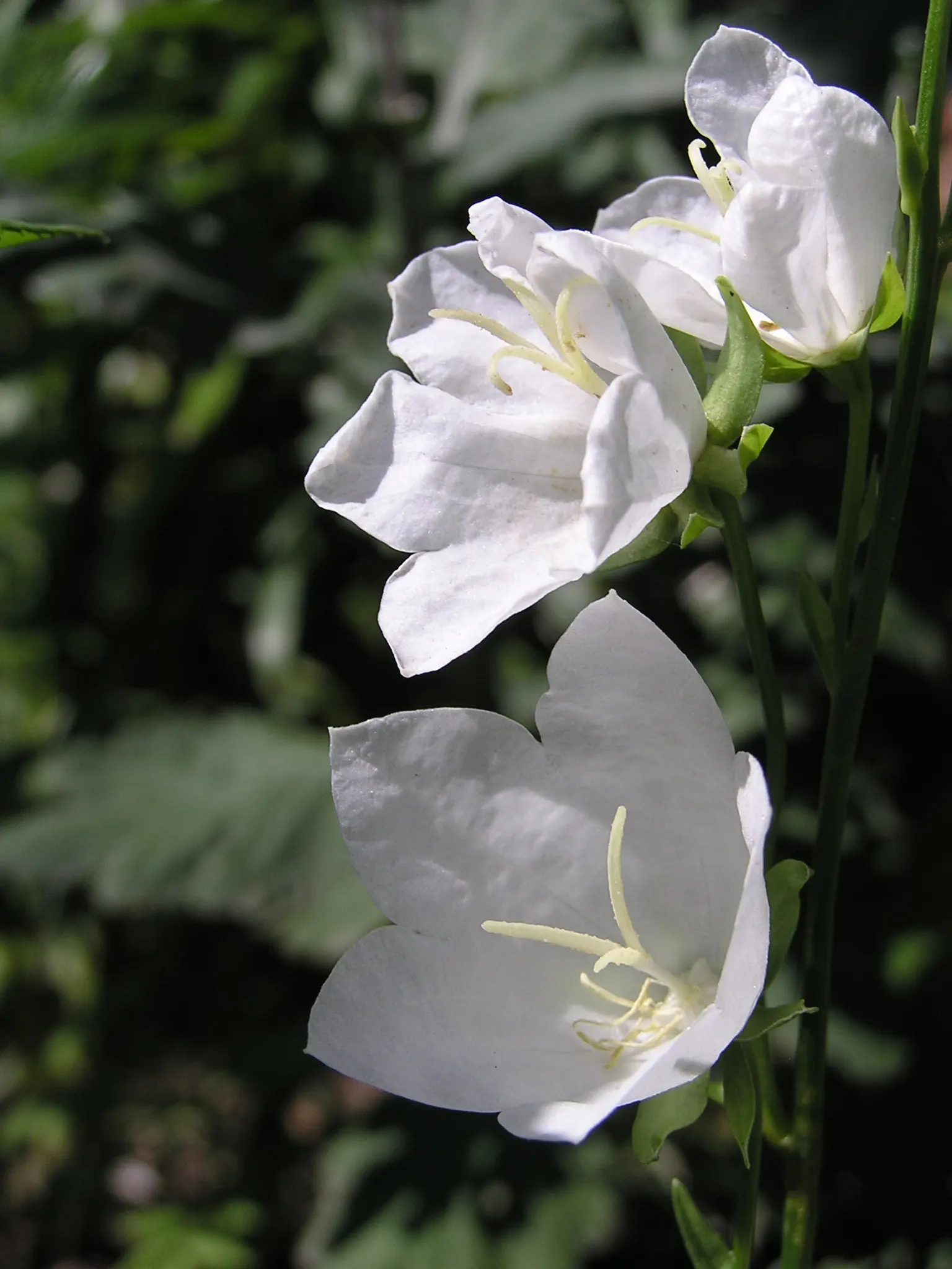 White Peach-Leaved Bellflower (Campanula Persicifolia 'White') — typically 1 to 2 inches in diameter