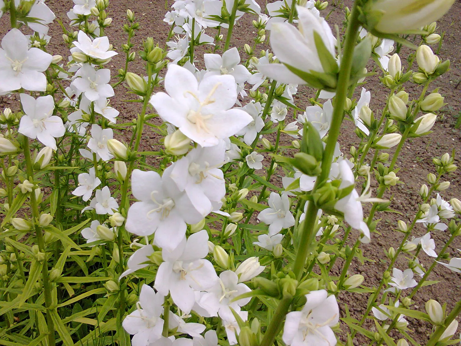 White Peach-Leaved Bellflower (Campanula Persicifolia 'White') — Ideal for borders, its narrow, lance-shaped leaves create a foliage height of, image 34
