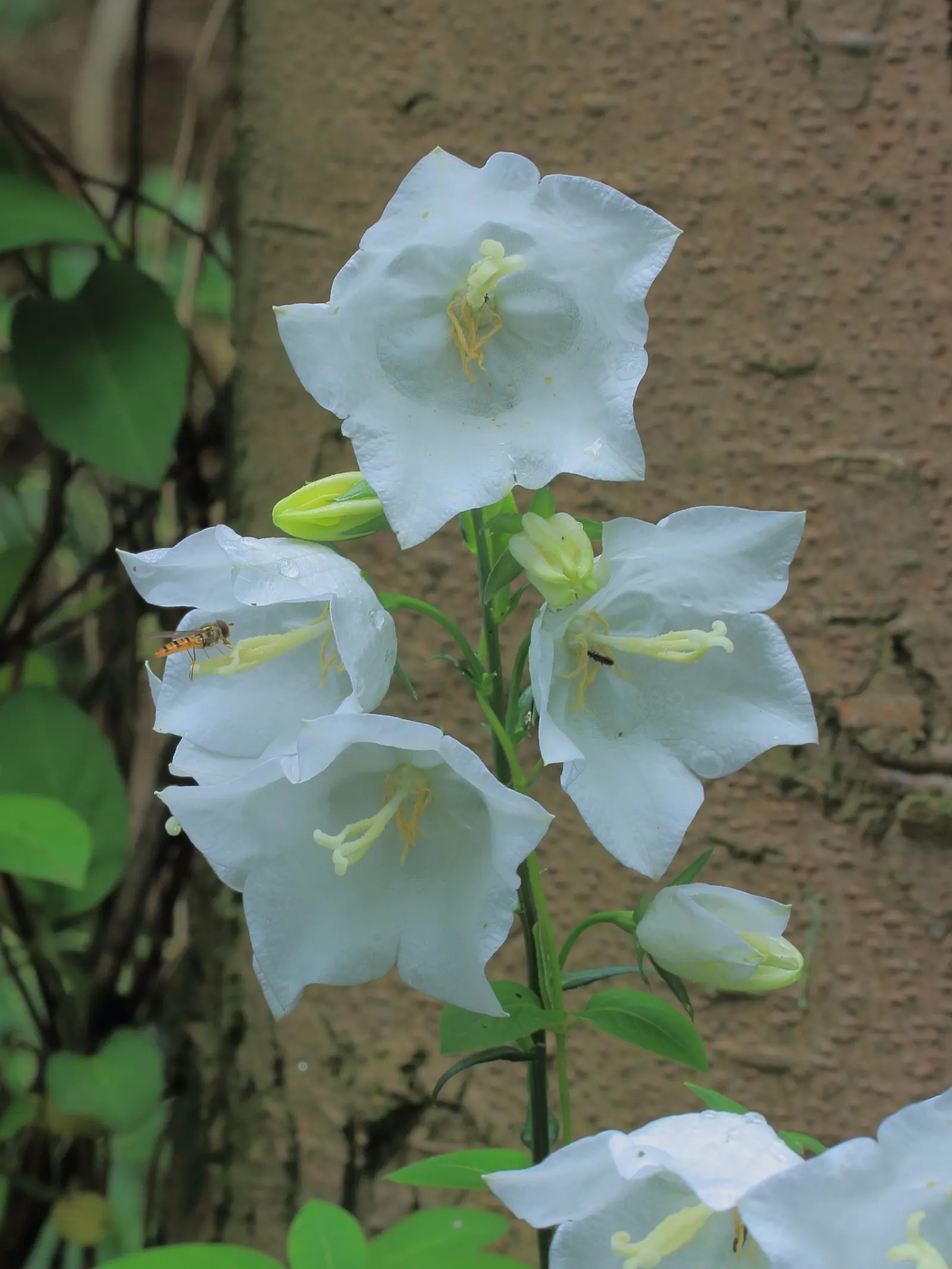White Peach-Leaved Bellflower (Campanula Persicifolia 'White') — offering a delicate charm to any landscape design