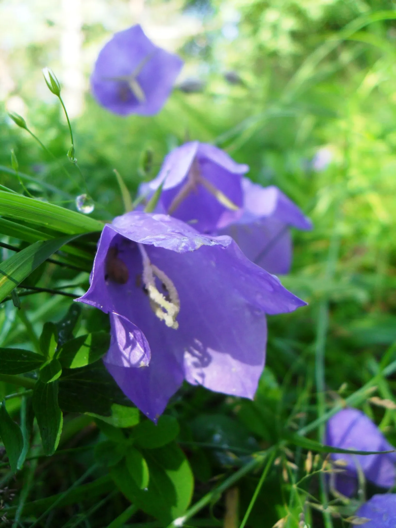 White Peach-Leaved Bellflower (Campanula Persicifolia 'White') — resembling that of a peach tree; the plant is adorned with an abundance of cup-shaped