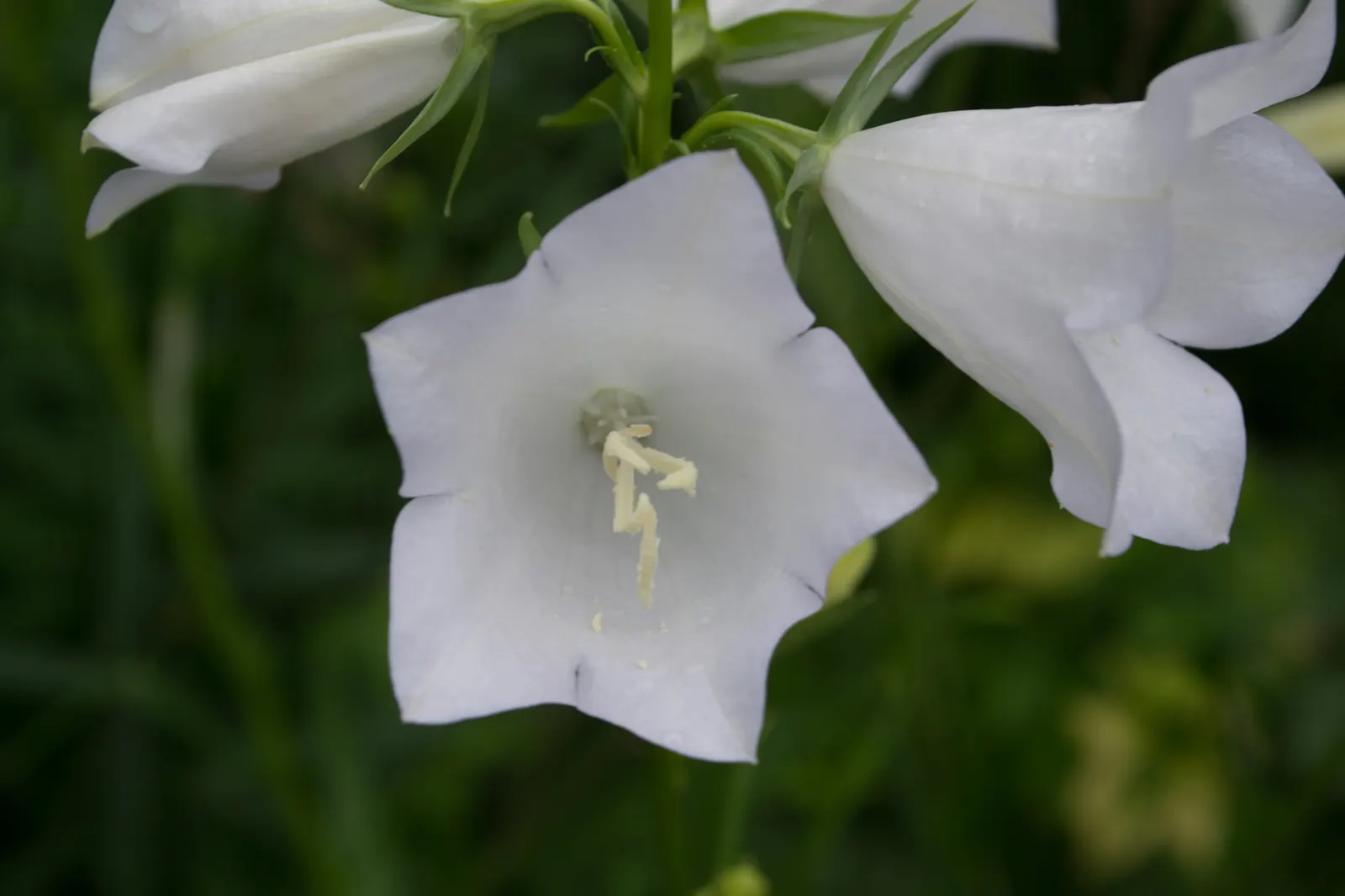 White Peach-Leaved Bellflower (Campanula Persicifolia 'White') — choose a site with full sun to partial shade; are drawn to these white wonders