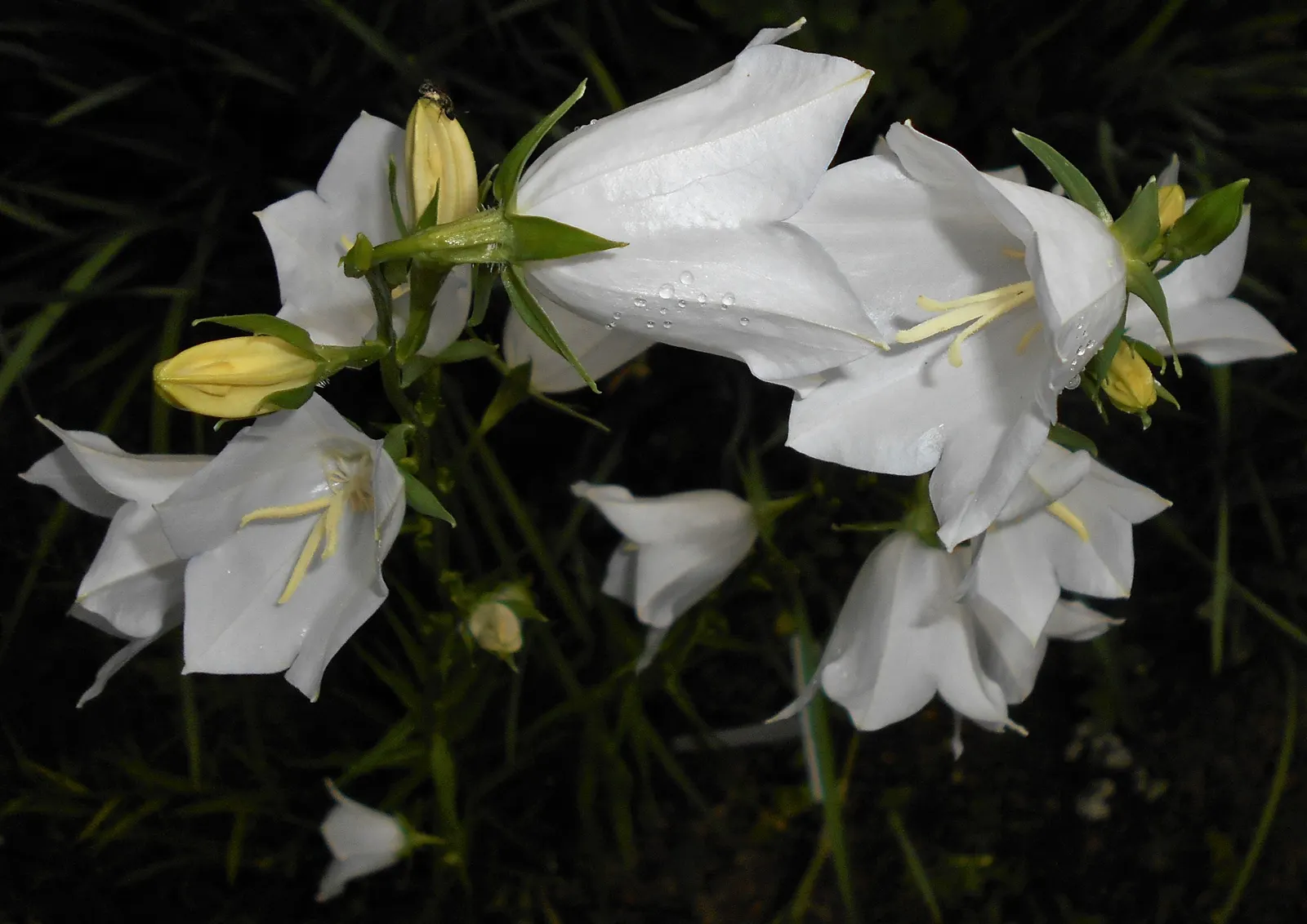 White Peach-Leaved Bellflower (Campanula Persicifolia 'White') — are drawn to these white wonders
