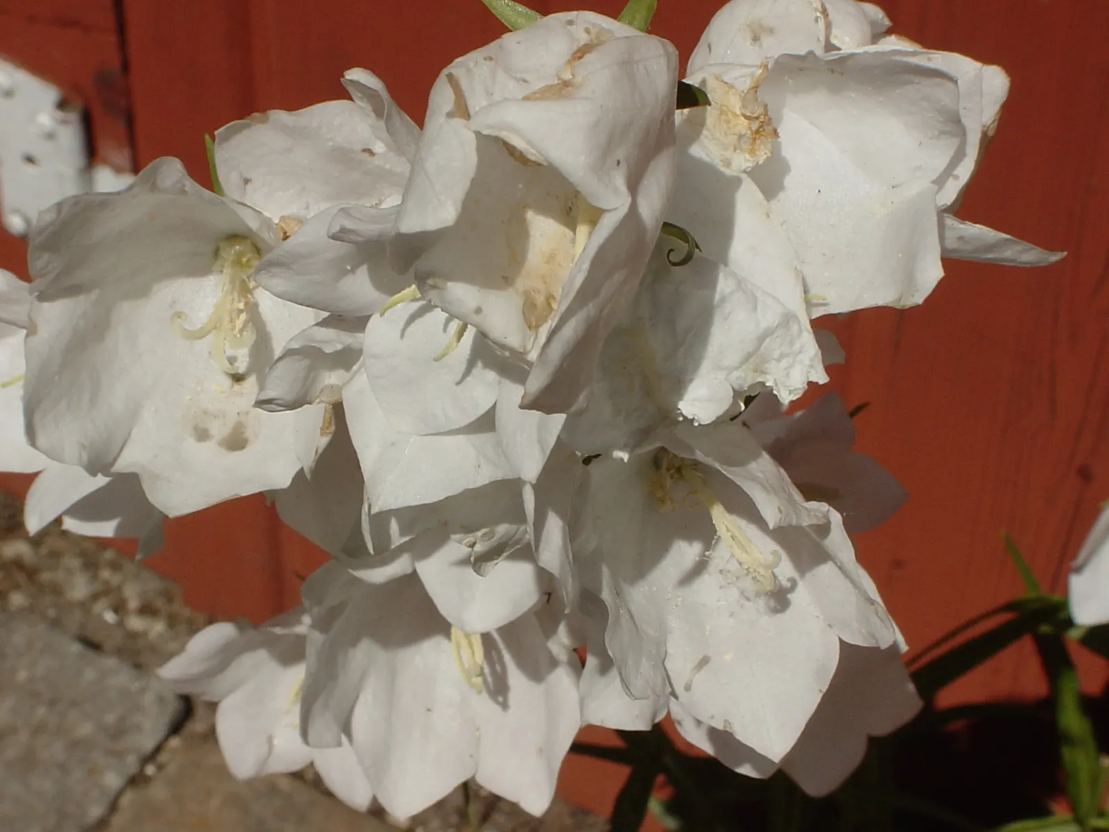 White Peach-Leaved Bellflower (Campanula Persicifolia 'White') — This variety is characterized by its narrow; offering a delicate charm to any landscape design