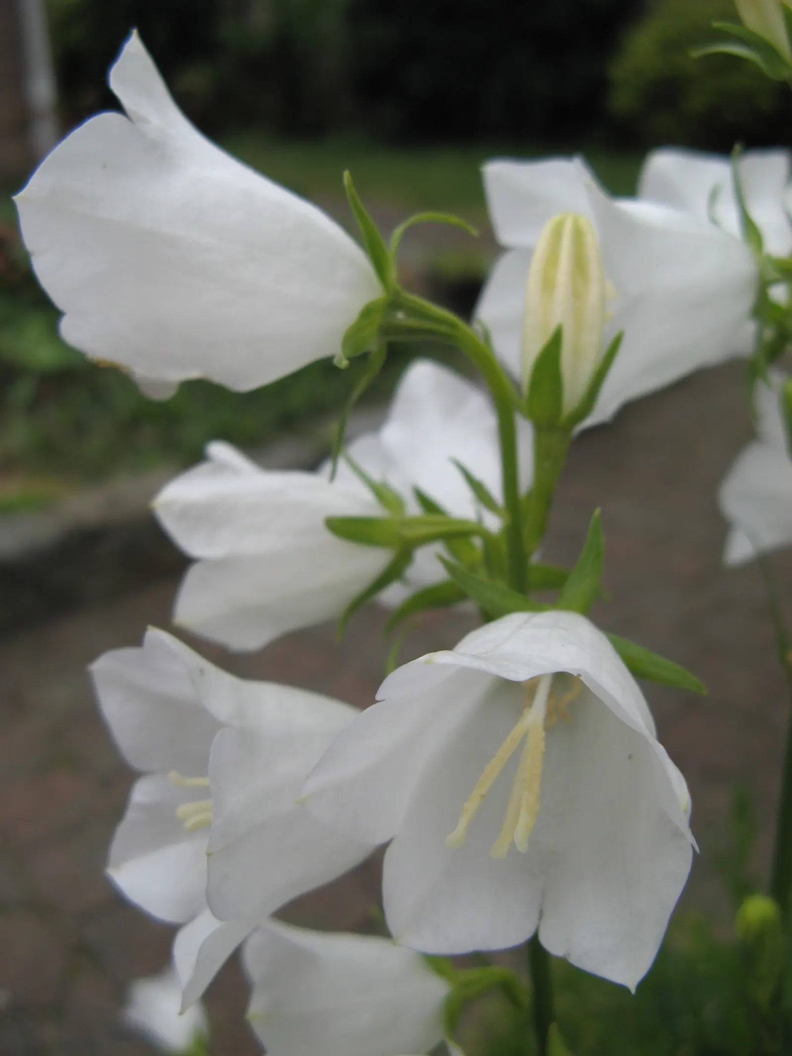 White Peach-Leaved Bellflower (Campanula Persicifolia 'White') — like bees and hummingbirds