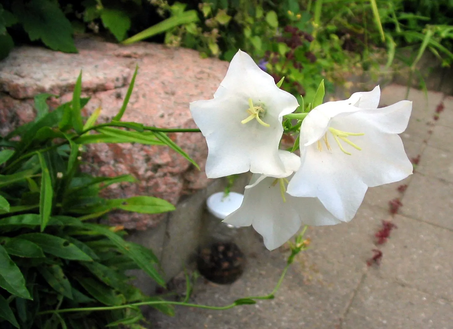 White Peach-Leaved Bellflower (Campanula Persicifolia 'White') — upright stalk that can add a sense of verticality to your landscape design; it performs best