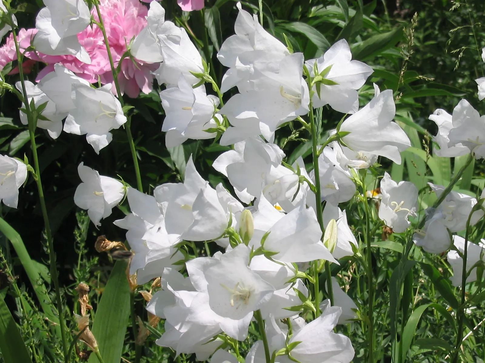 White Peach-Leaved Bellflower (Campanula Persicifolia 'White') — The leaves form a low rosette at the base of the plant from which tall; particularly during