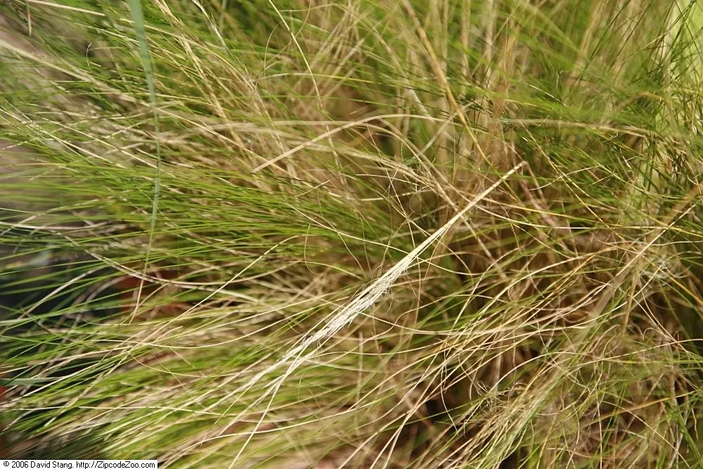 Mexican Feather Grass (Nassella Tenuissima) — Drought-tolerant, it's ideal for xeriscapes with its golden-green foliage transitioning to a tawny, image 49