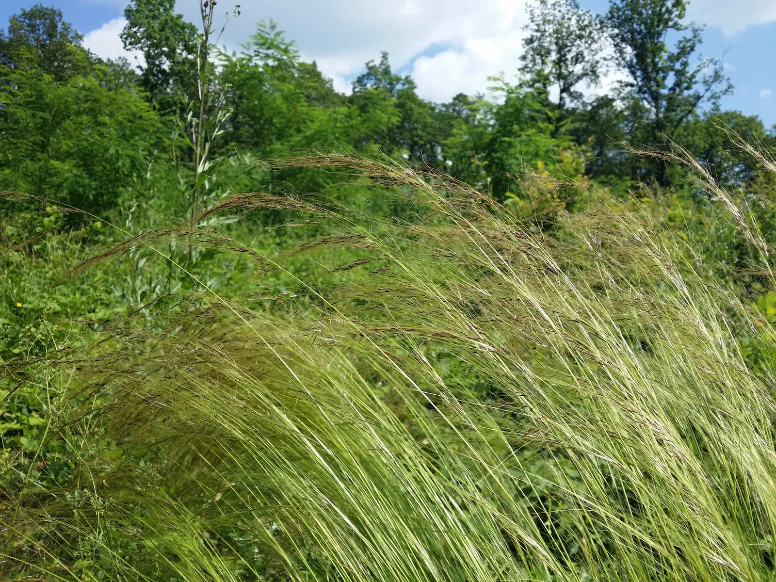 Mexican Feather Grass (Nassella Tenuissima) — Its ability to thrive in a variety of soil types; while its distinctive seed heads can attract birds, image 59