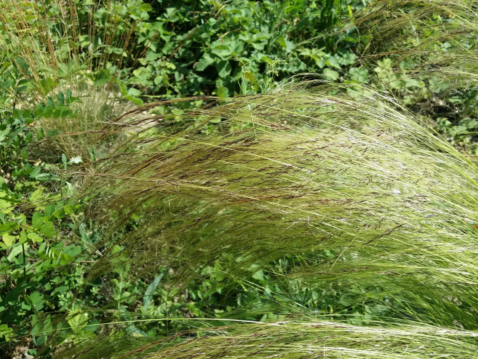 Mexican Feather Grass (Nassella Tenuissima) — from well-draining to rocky substrates