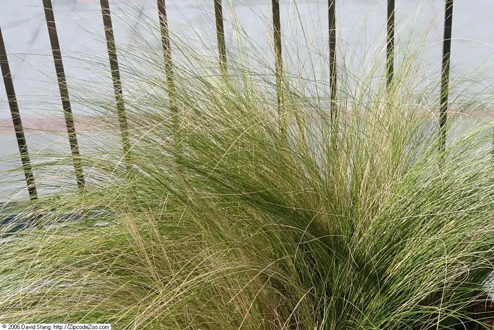 Mexican Feather Grass (Nassella Tenuissima) — Nassella tenuissima can serve as an accent plant; it flourishes in USDA zones 7 through 10, image 61