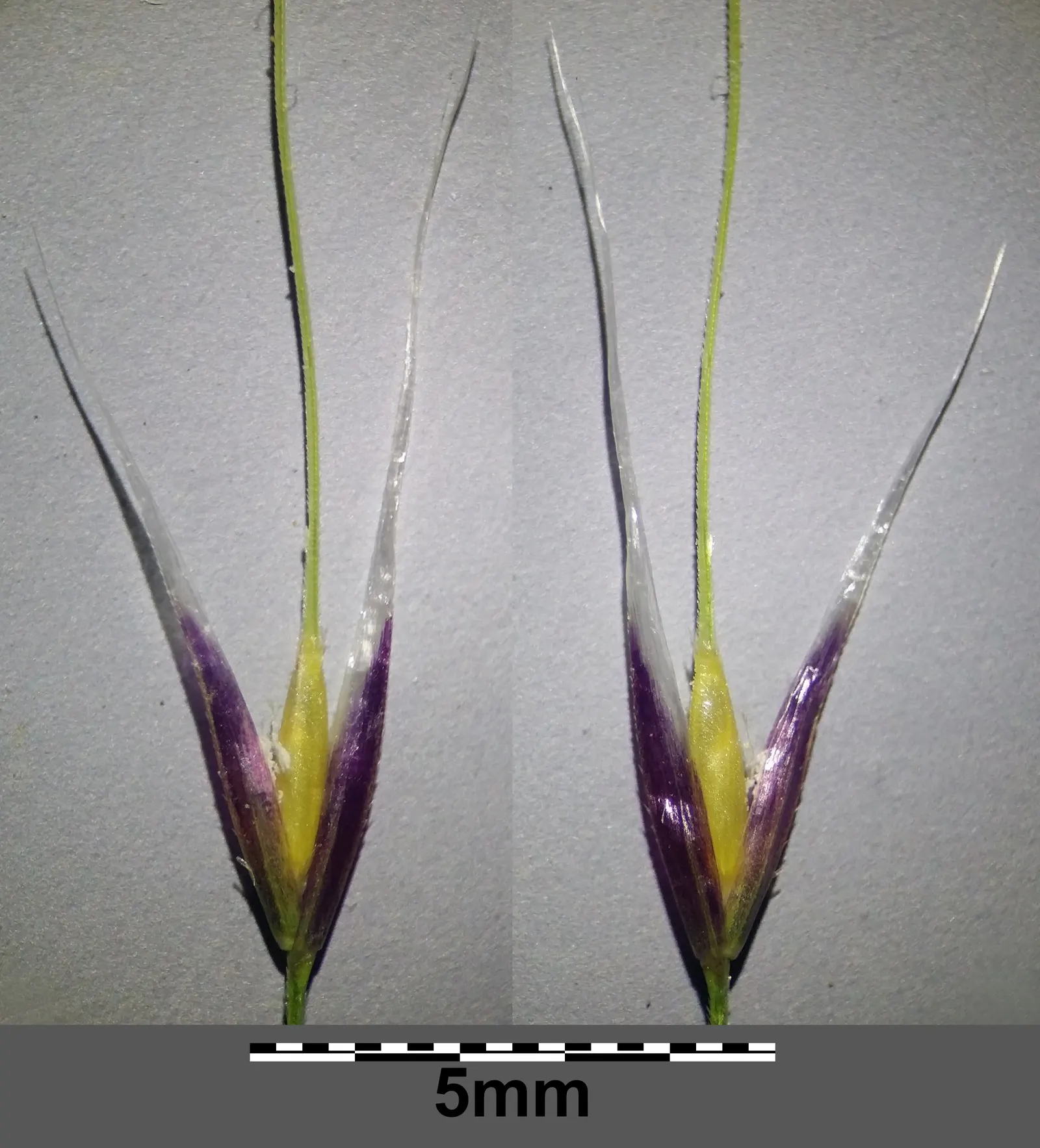 Mexican Feather Grass (Nassella Tenuissima) — be mass-planted for a textured groundcover effect