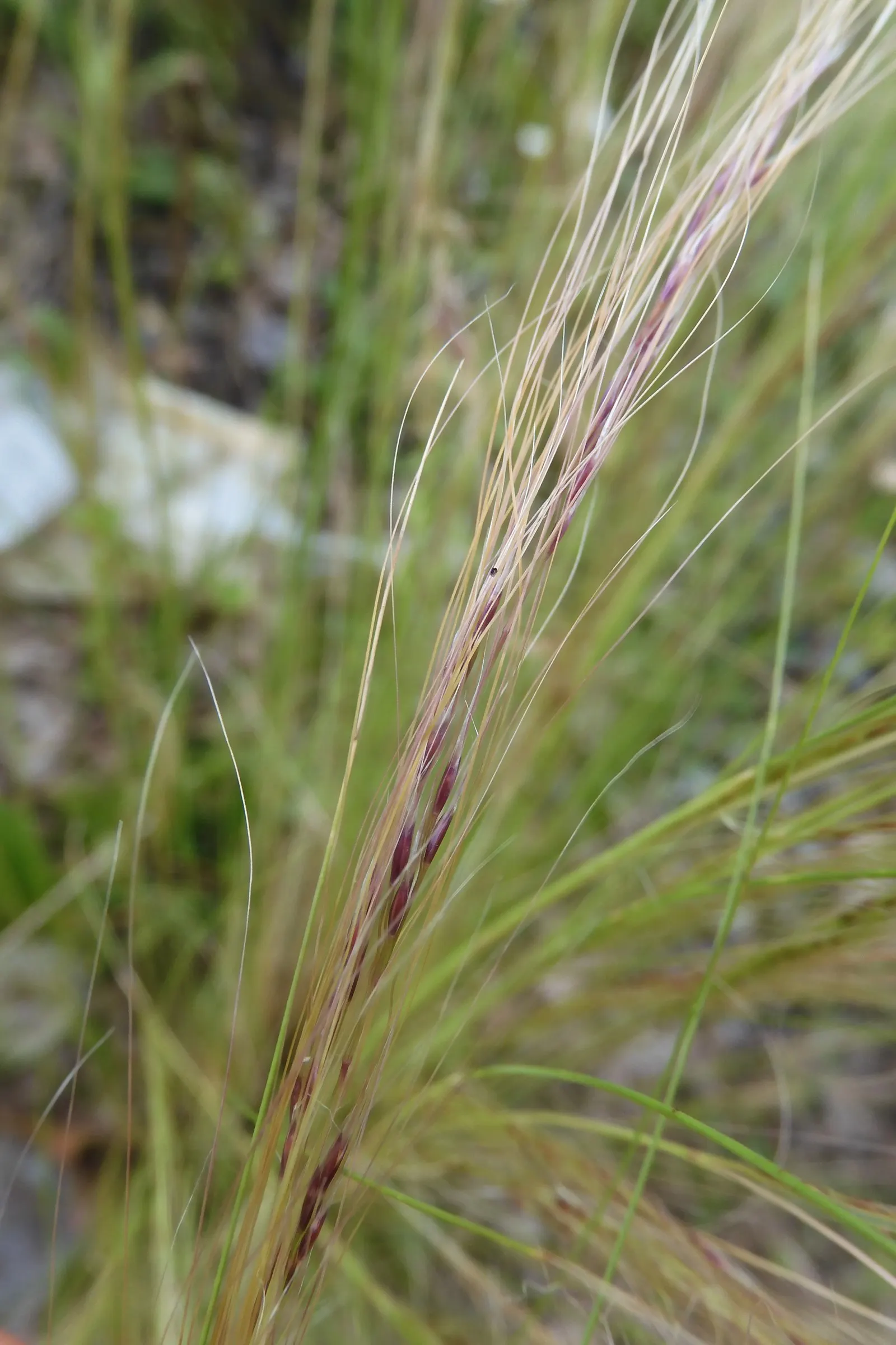 Mexican Feather Grass (Nassella Tenuissima) — which enables it to spread if not monitored, image 58