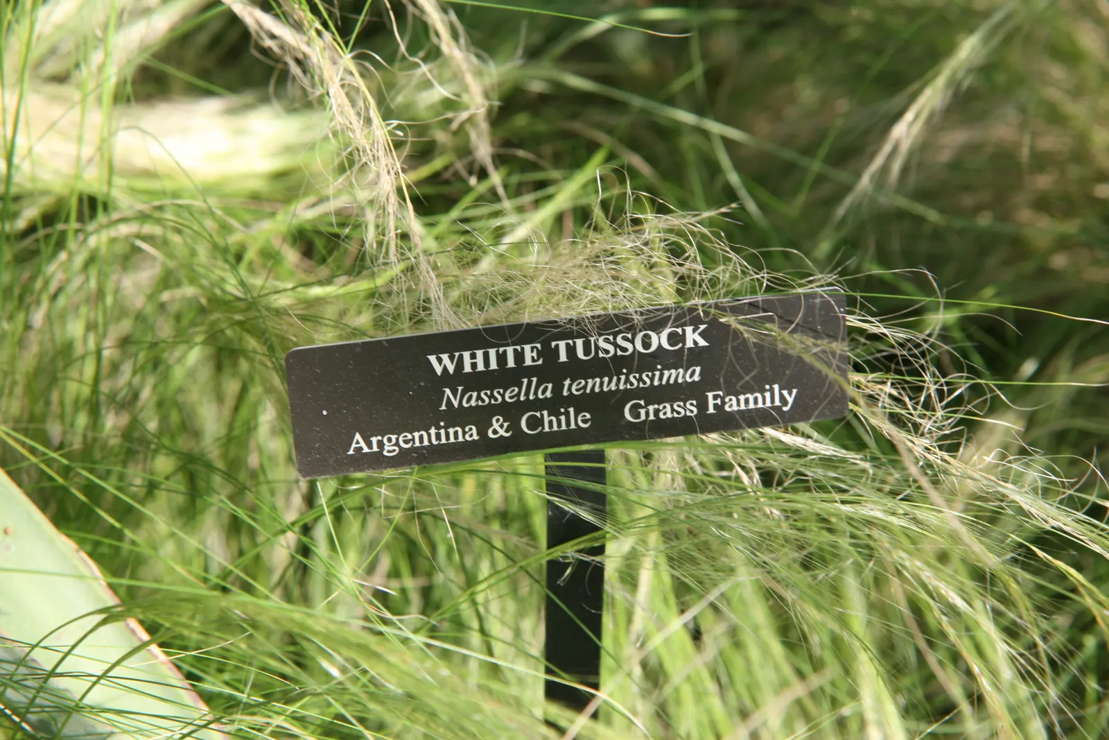 Mexican Feather Grass (Nassella Tenuissima) — Avoid over-watering to prevent self-seeding; which makes it an exceptional candidate for water-wise landscapes
