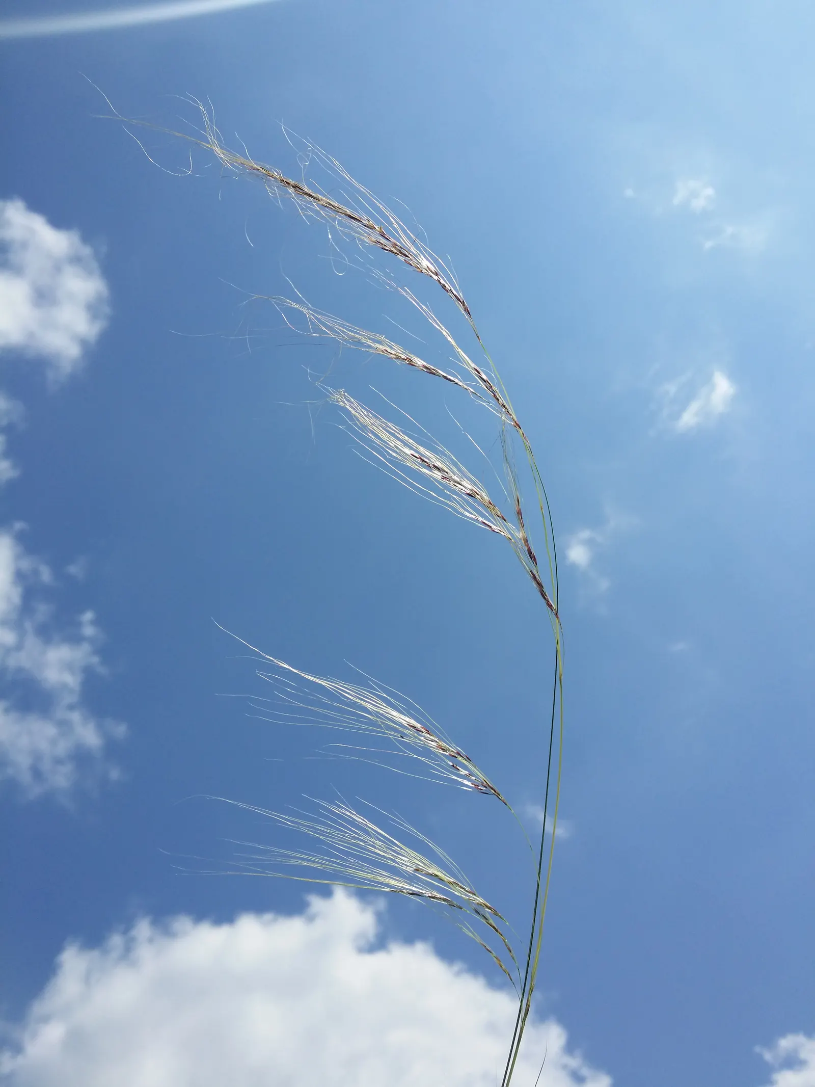 Mexican Feather Grass (Nassella Tenuissima) — from well-draining to rocky substrates; drought-tolerant, it's ideal for xeriscapes with its, image 60