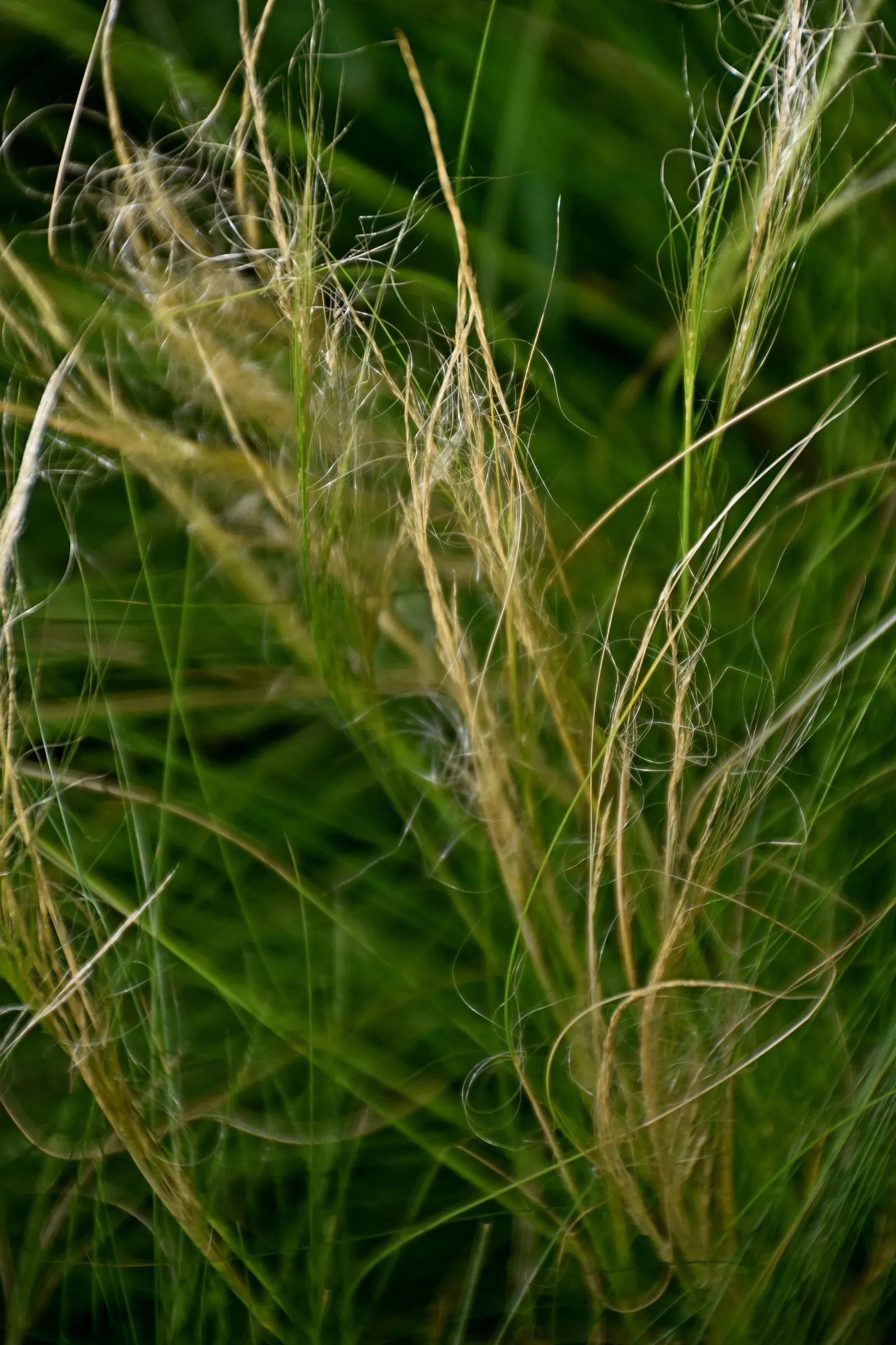 Mexican Feather Grass (Nassella Tenuissima) — waving feather-like panicles at 1.5-2 feet tall; space 20 inches apart for a breezy, low-maintenance, image 70