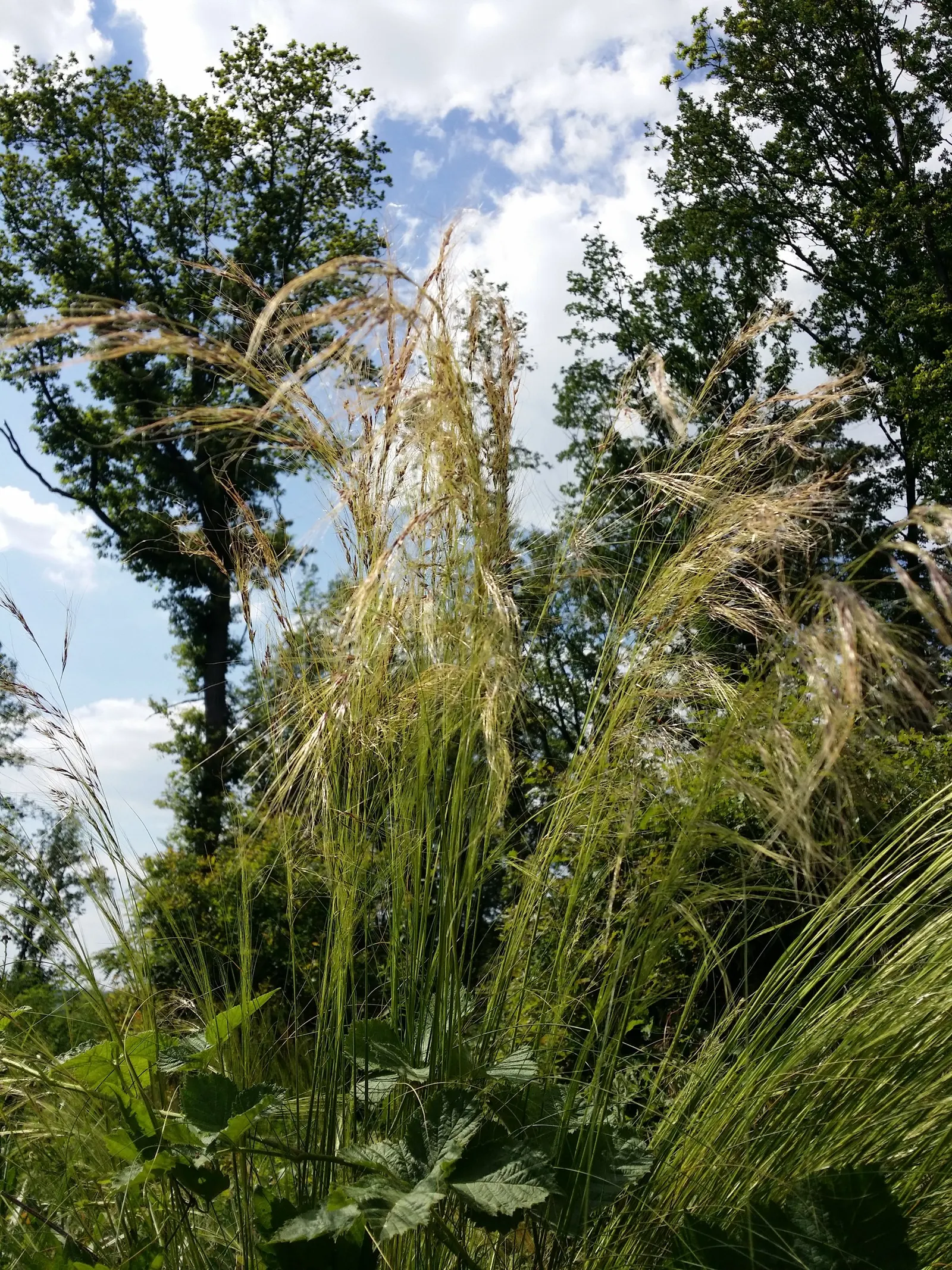 Mexican Feather Grass (Nassella Tenuissima) — consider its penchant for self-seeding