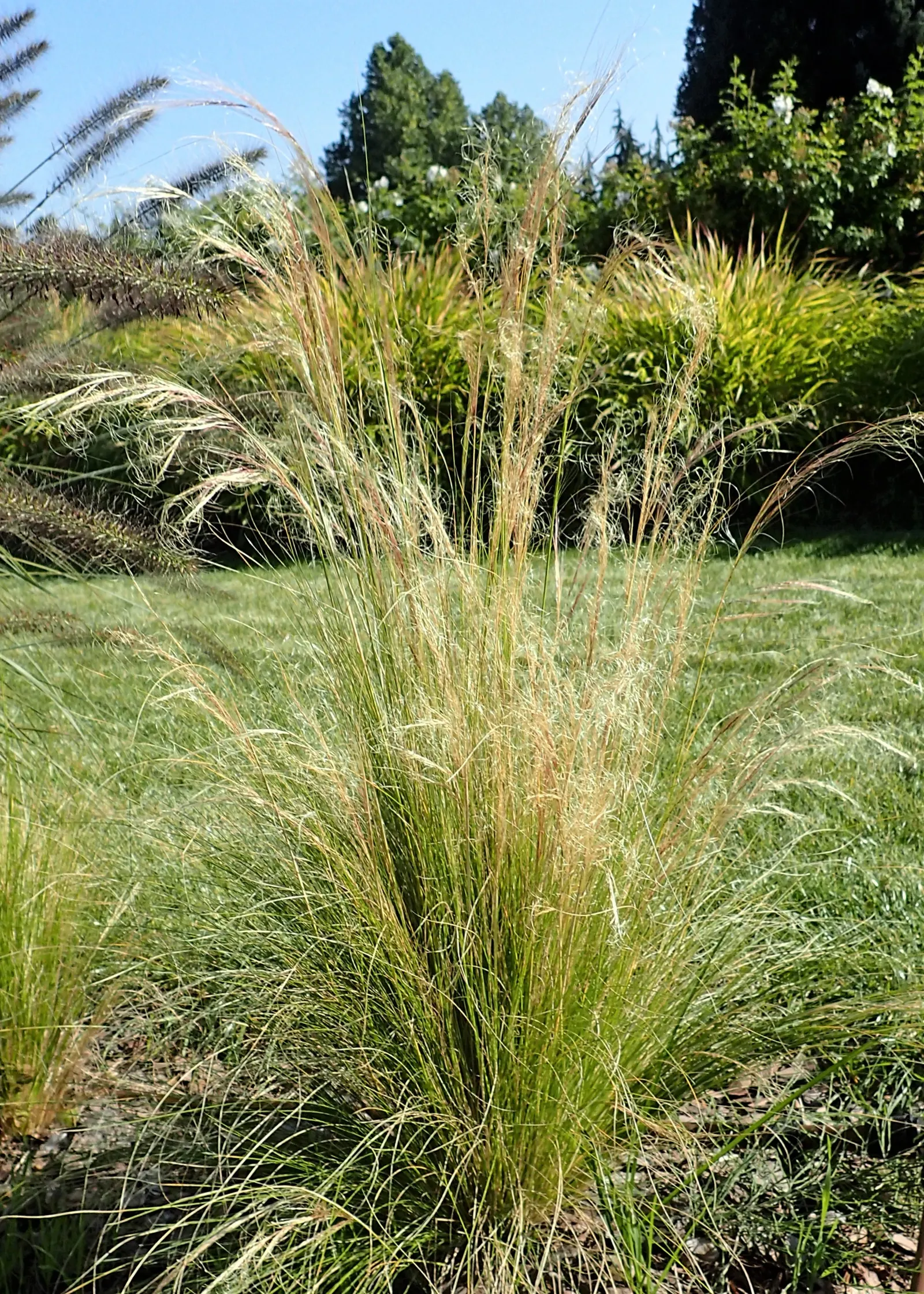 Mexican Feather Grass (Nassella Tenuissima) — or even perform as a captivating border specimen