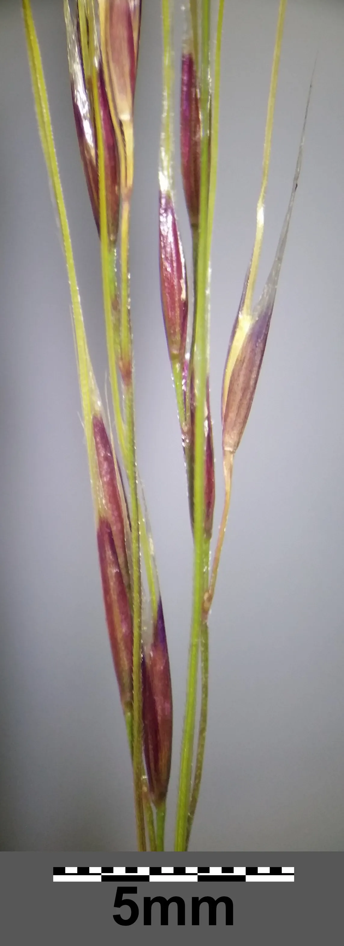 Mexican Feather Grass (Nassella Tenuissima) — be mass-planted for a textured groundcover effect; or even perform as a captivating border specimen, image 62