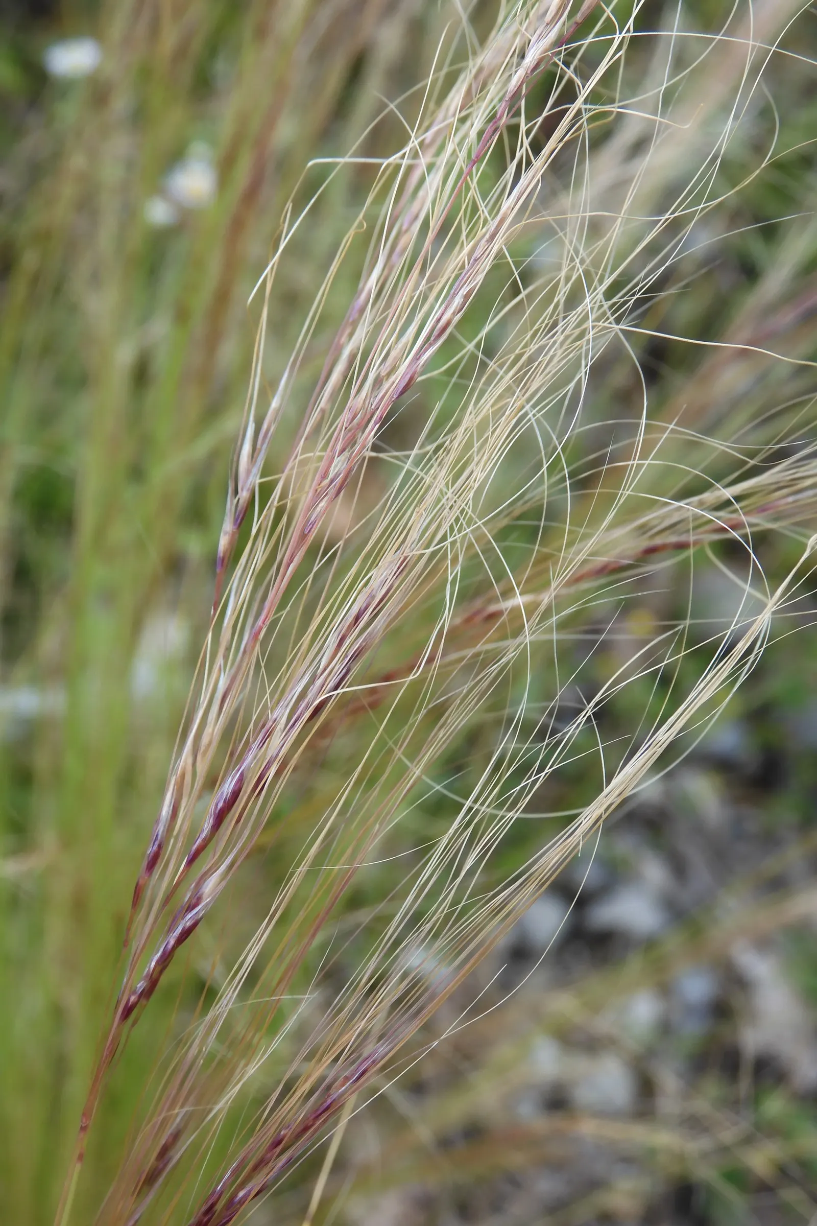 Mexican Feather Grass (Nassella Tenuissima) — bright green blades transform into a golden hue come autumn; this gracefully arching grass can reach heights of