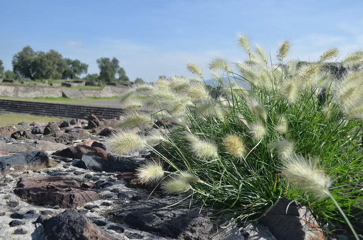 Mexican Feather Grass (Nassella Tenuissima) — which makes it an exceptional candidate for water-wise landscapes; from well-draining to rocky substrates