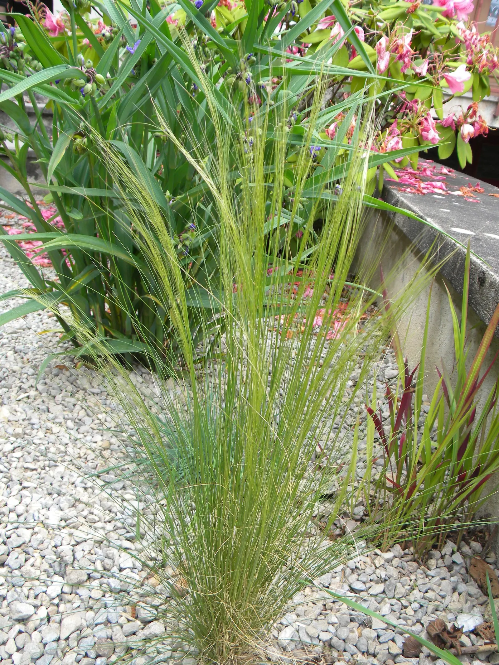 Mexican Feather Grass (Nassella Tenuissima) — consider its penchant for self-seeding; avoid over-watering to prevent self-seeding, image 57
