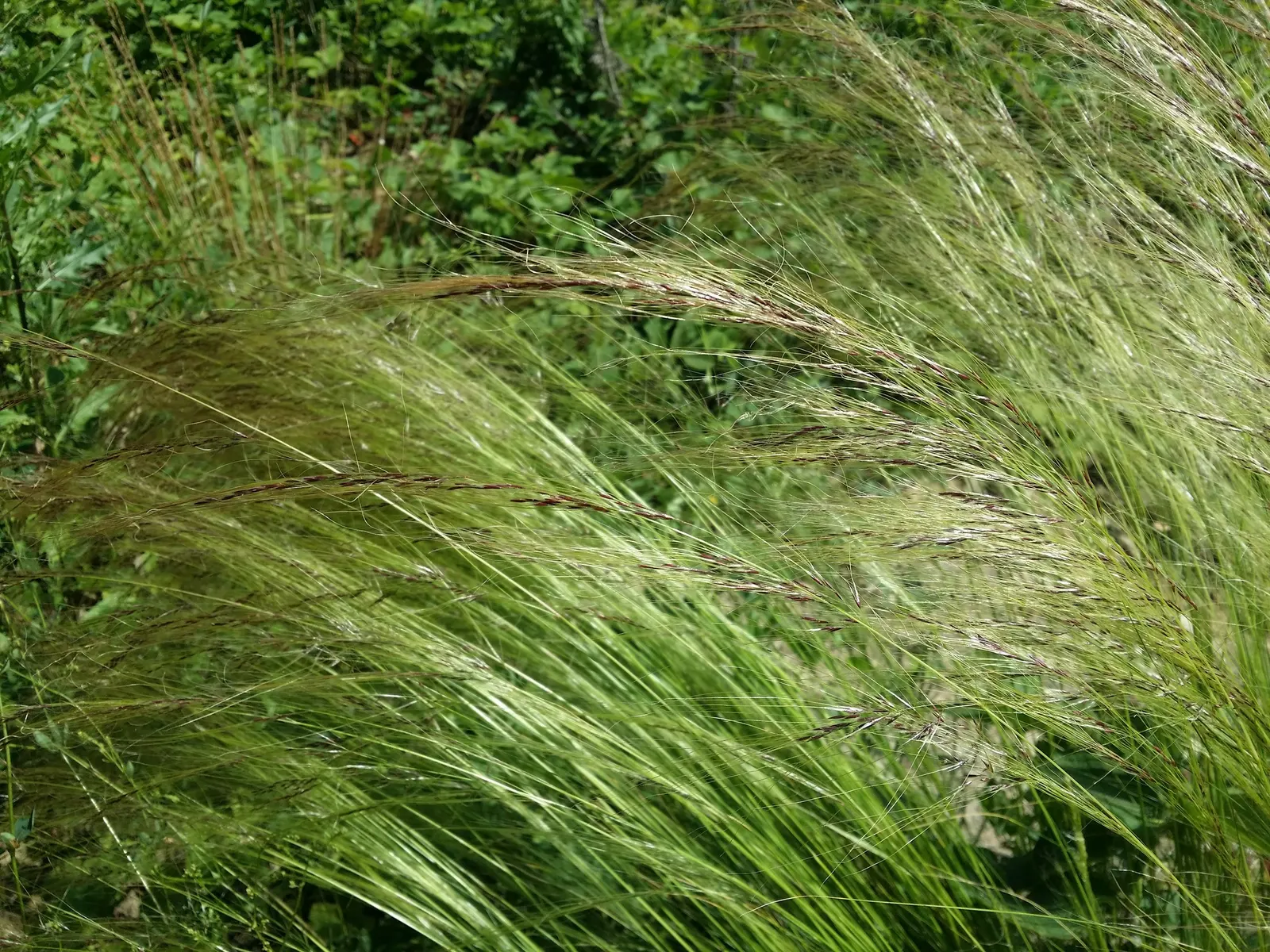 Mexican Feather Grass (Nassella Tenuissima) — white and yellow flowers in the garden; feathery panicles and fine-textured foliage