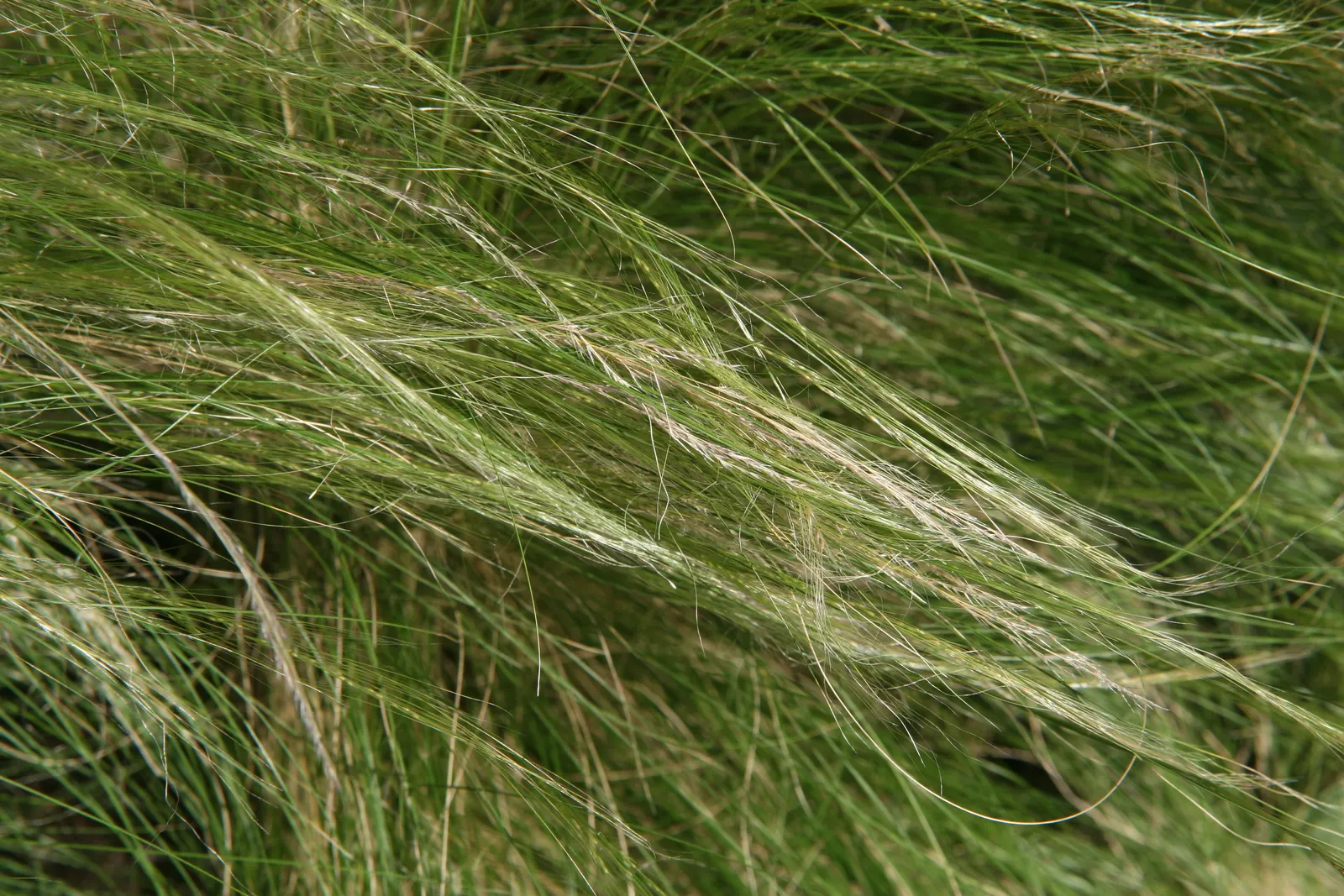 Mexican Feather Grass (Nassella Tenuissima) — grass with white and yellow blooms; its ability to thrive in a variety of soil types, image 68