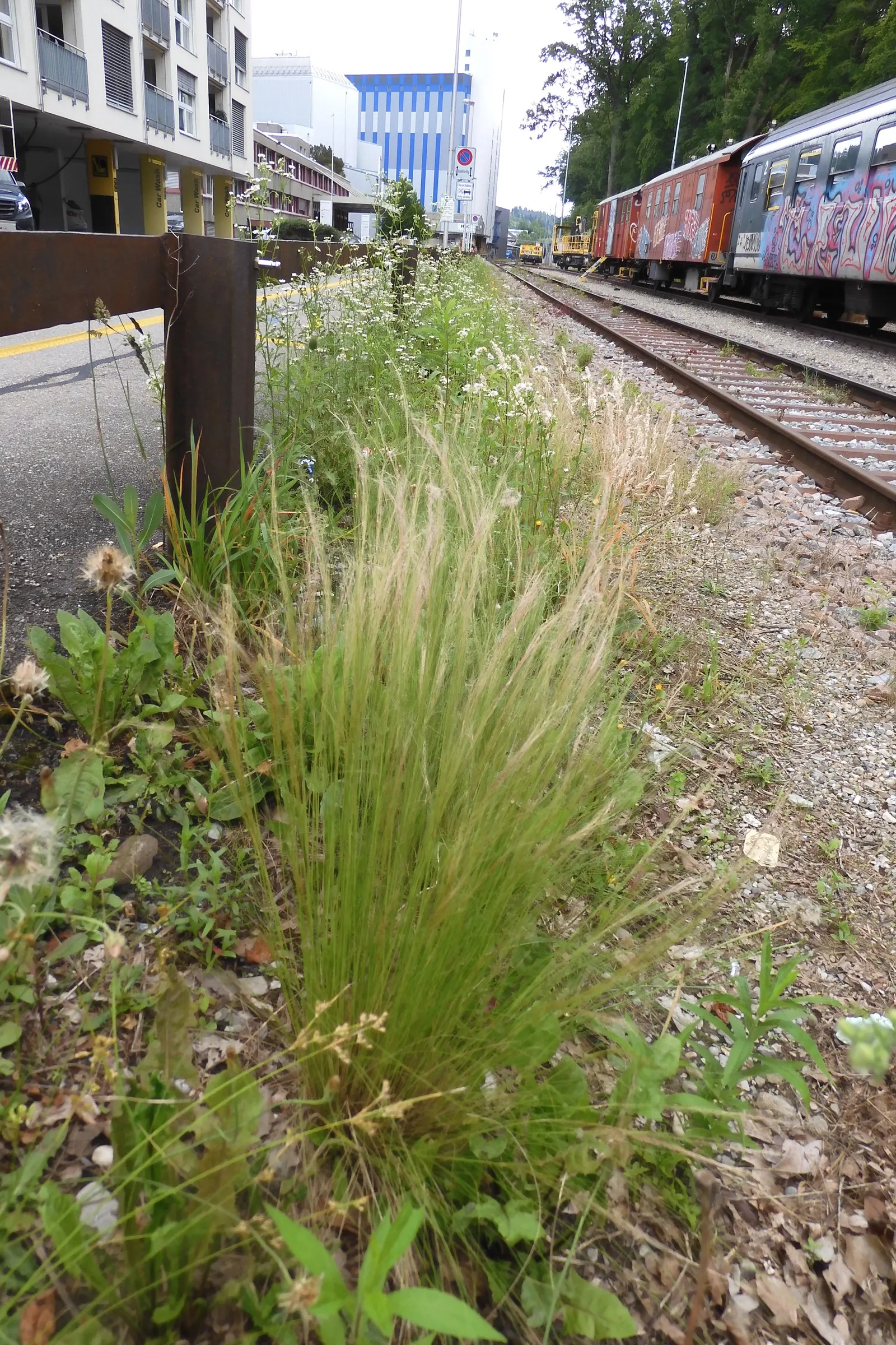 Mexican Feather Grass (Nassella Tenuissima) — which enables it to spread if not monitored, image 35