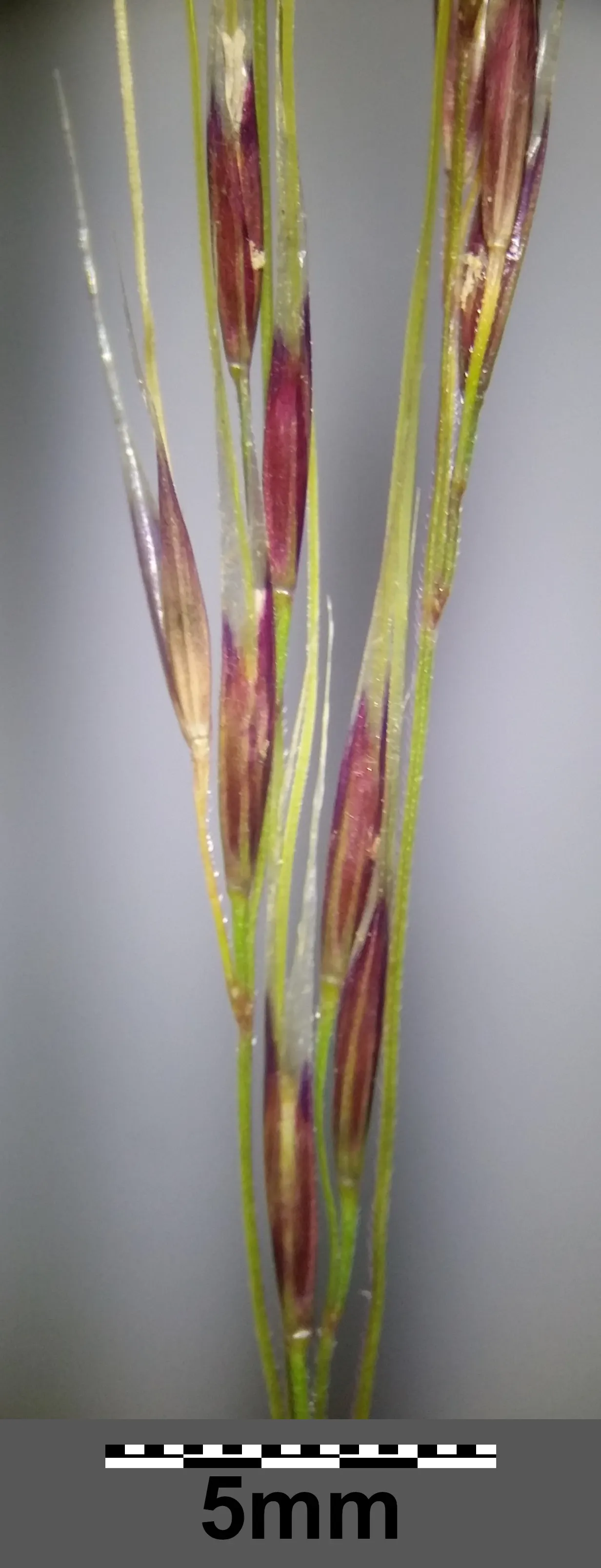 Mexican Feather Grass (Nassella Tenuissima) — Thriving in zones 7-10, it prefers full sun to light shade and well-drained soils; consider its penchant for