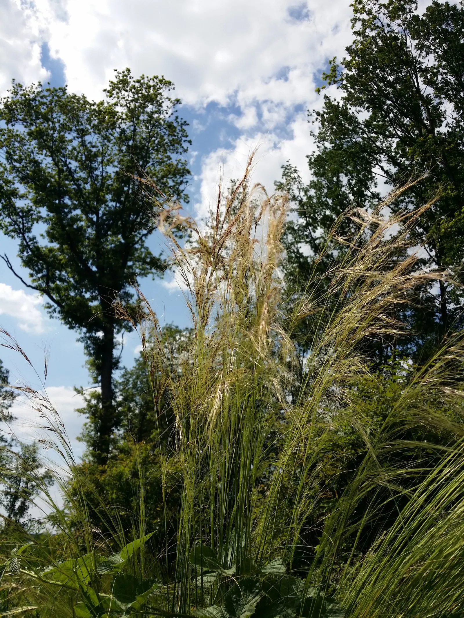 Mexican Feather Grass (Nassella Tenuissima) — adding ecological value to the designed space; grass with white and yellow blooms, image 66