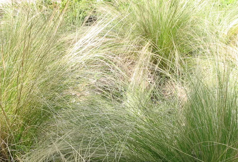 Mexican Feather Grass (Nassella Tenuissima) — grass with white and yellow blooms