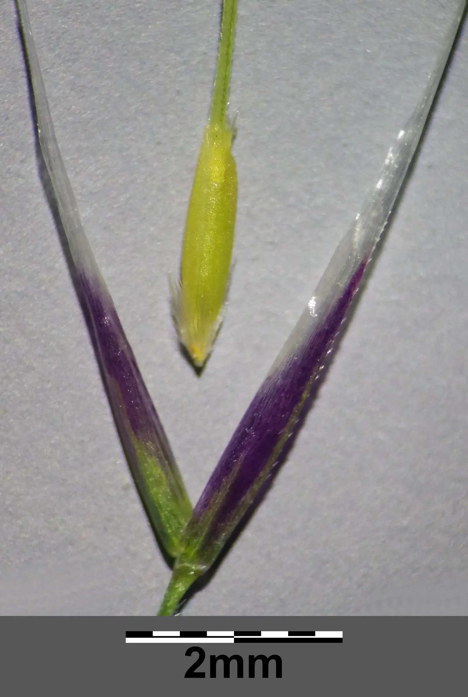 Mexican Feather Grass (Nassella Tenuissima) — which makes it an exceptional candidate for water-wise landscapes