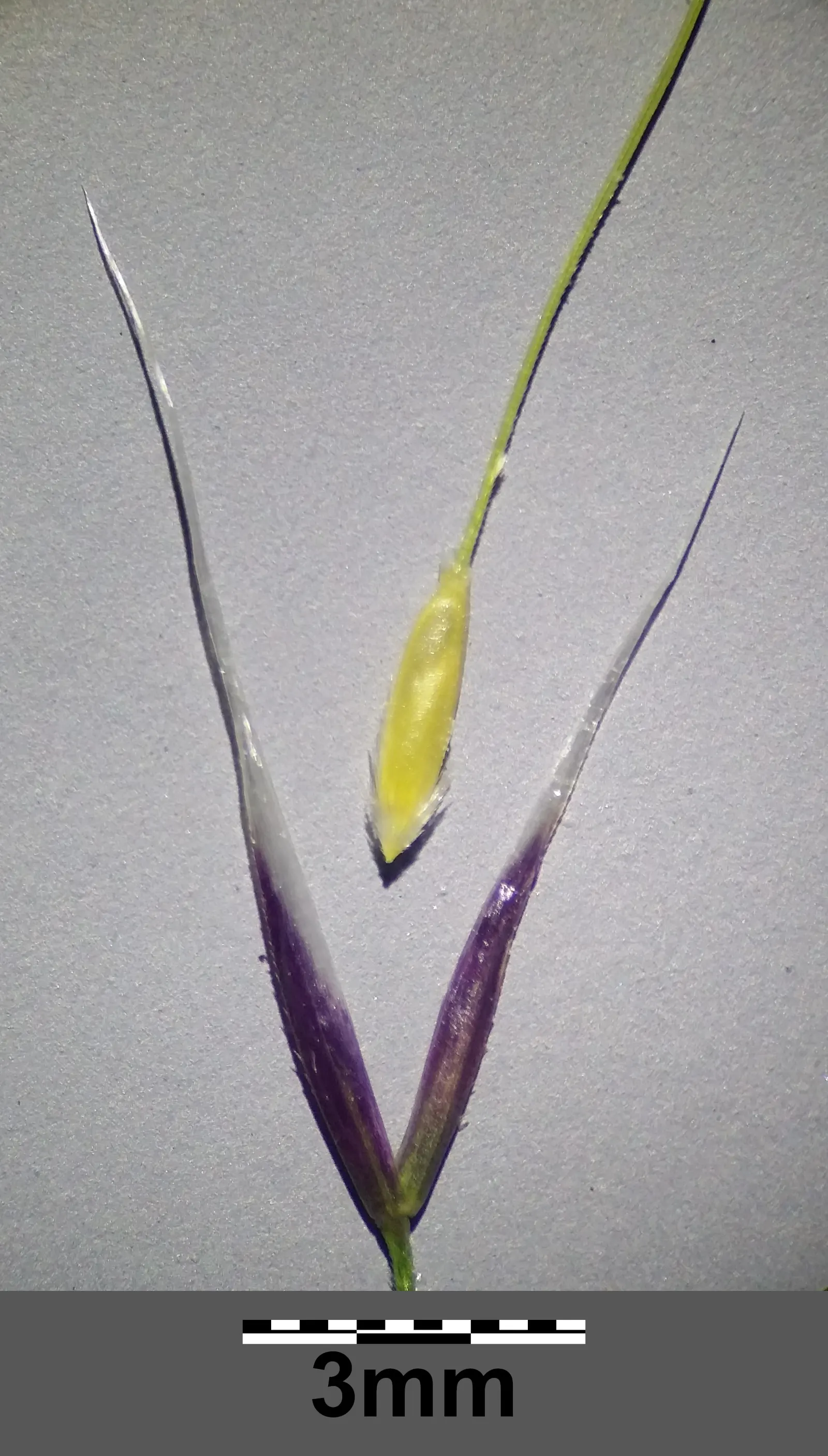 Mexican Feather Grass (Nassella Tenuissima) — It flourishes in USDA zones 7 through 10, preferring full sun exposure for optimal growth